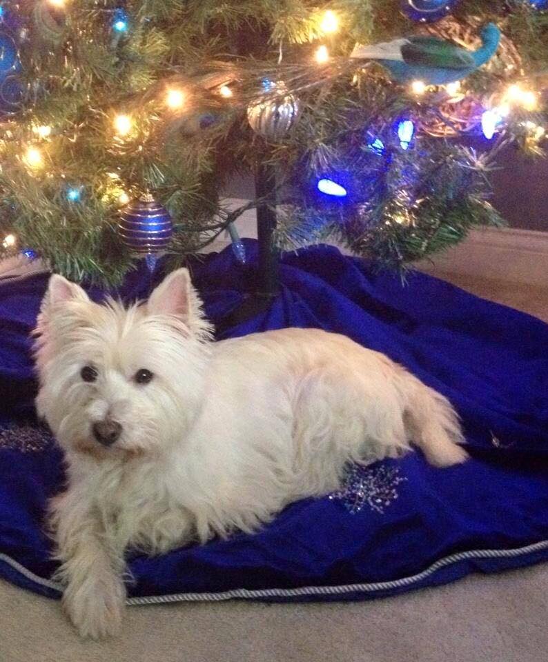 Old Pup 2012