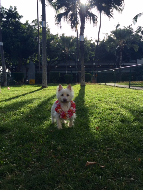 Old Dog at the park in Oahu waiting on his flight home to Maui