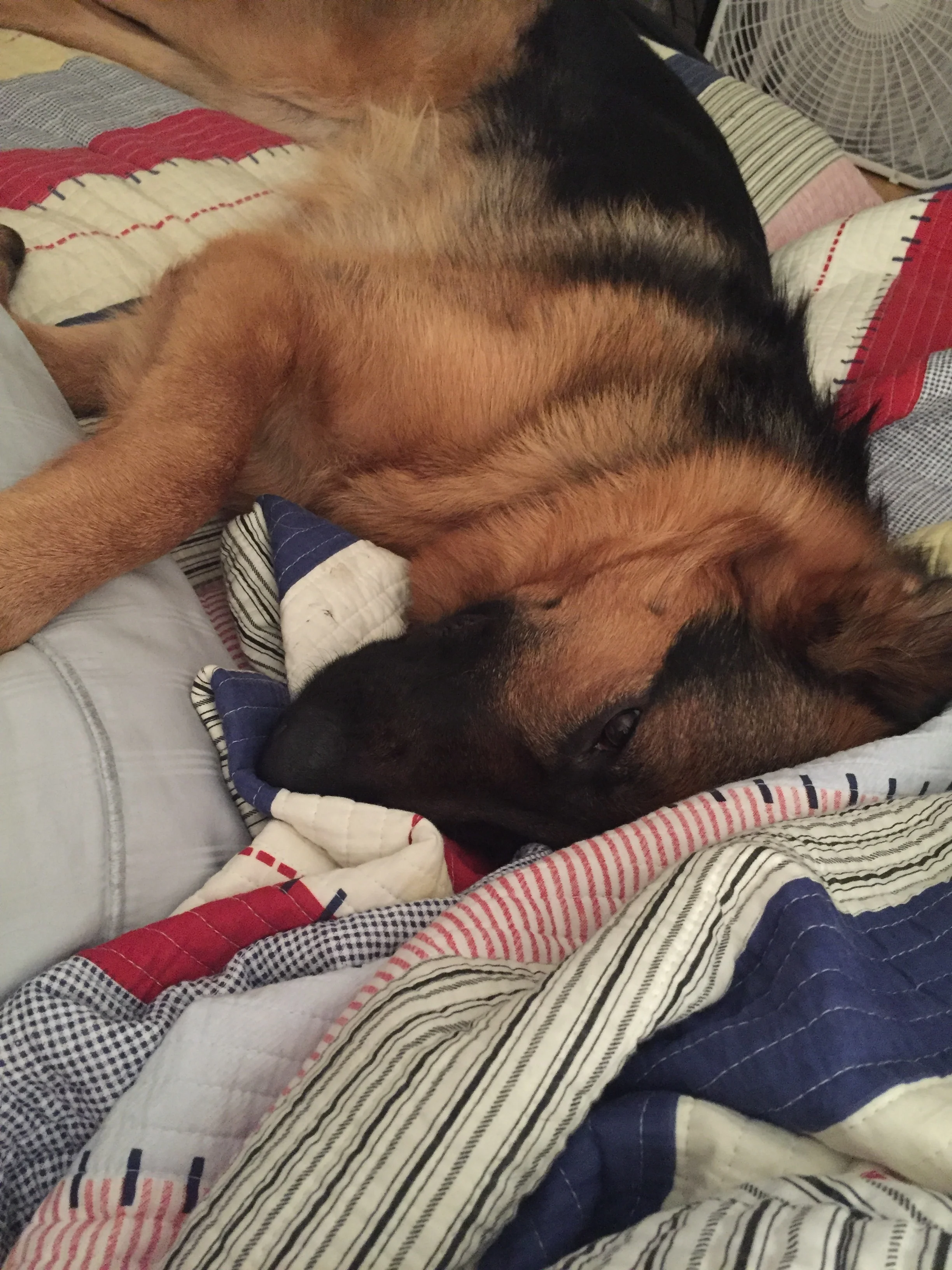 Miss Monster, sleepy in the wee hours of departure day