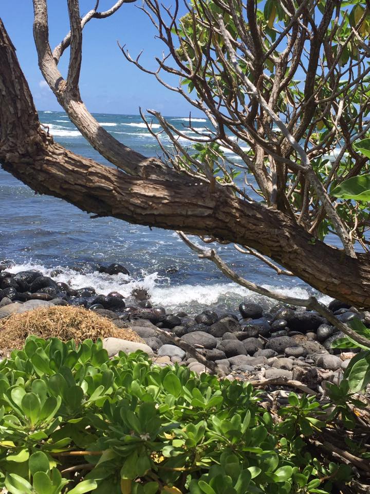 Maui Land Trust Refuge June 16, 2016
