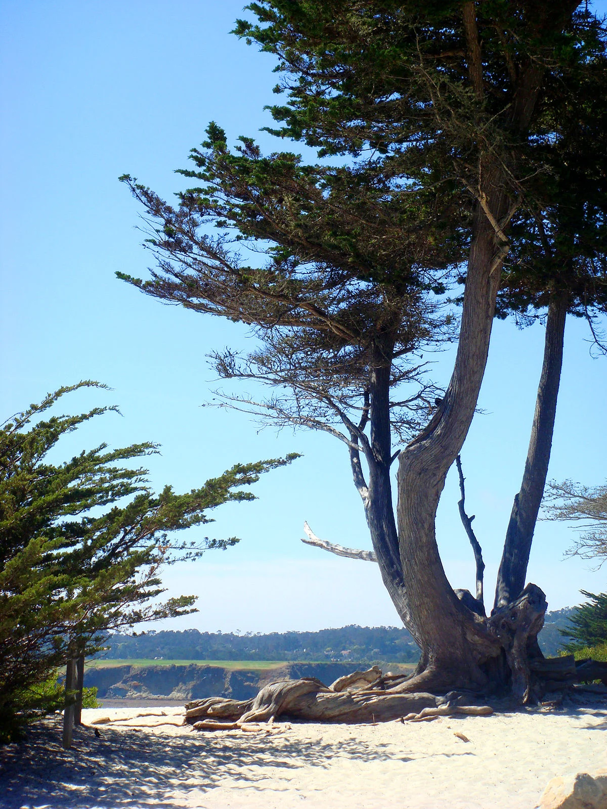 Carmel_Monterey_Cypress.jpg