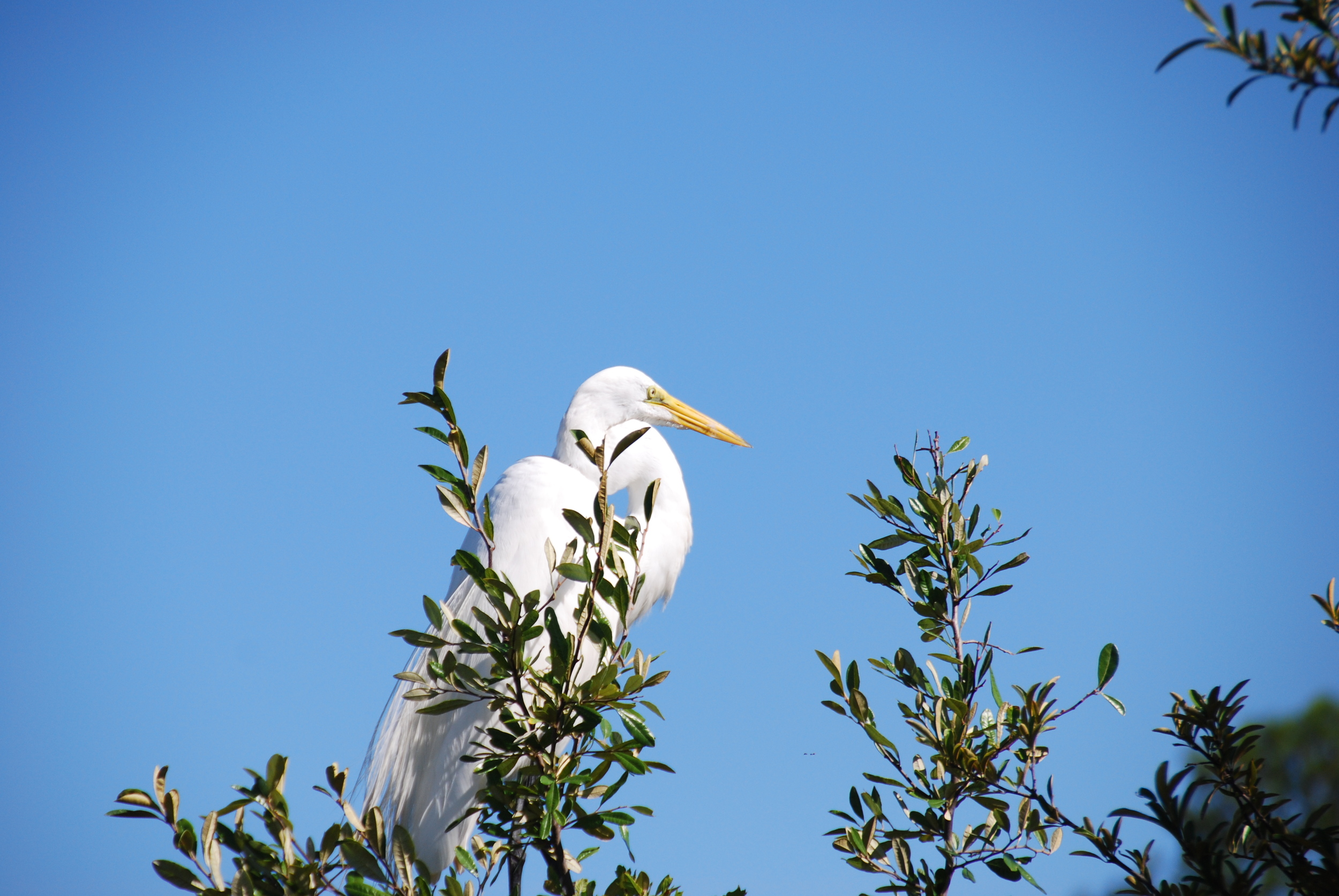 Egret