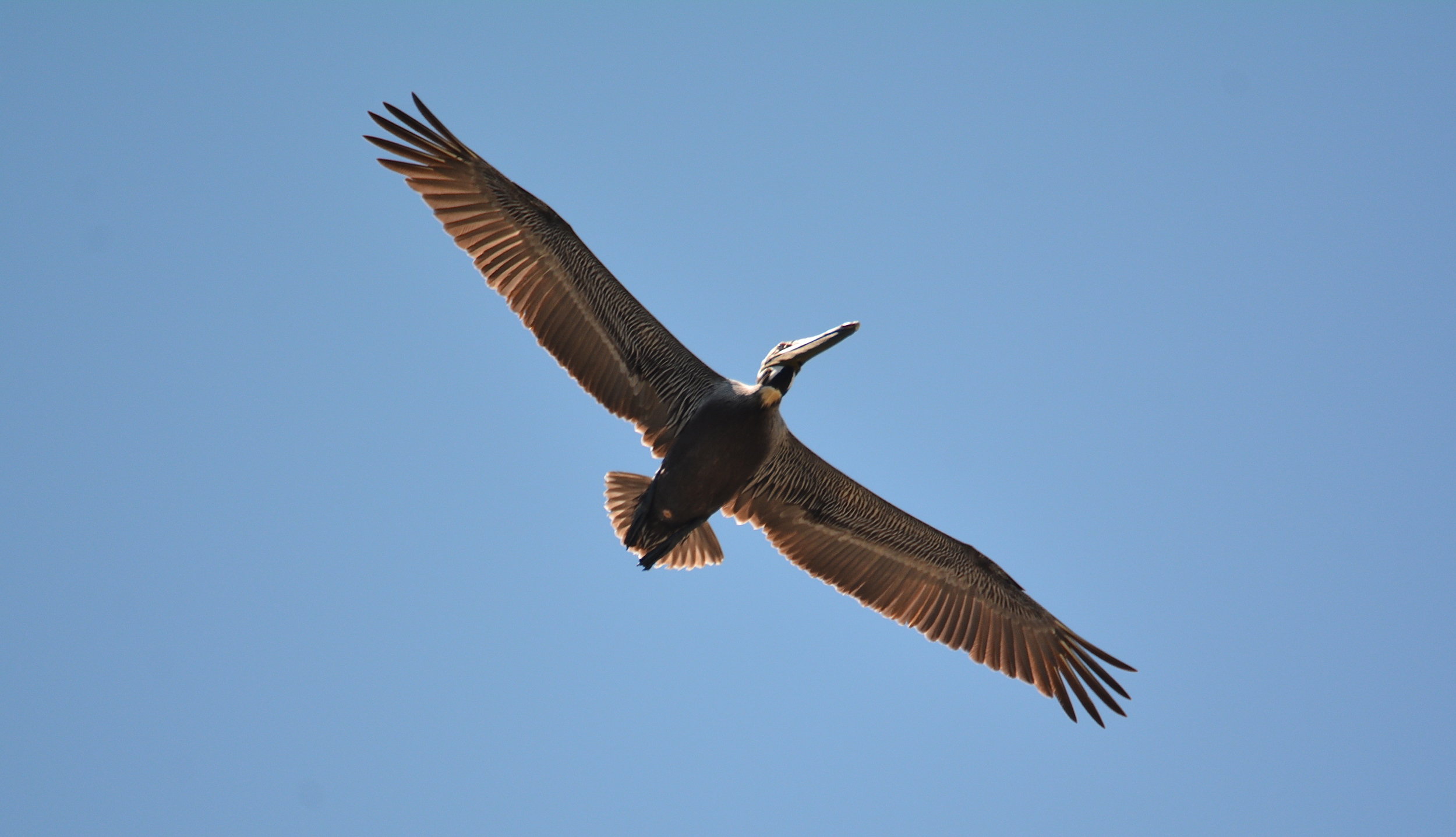 PELICAN