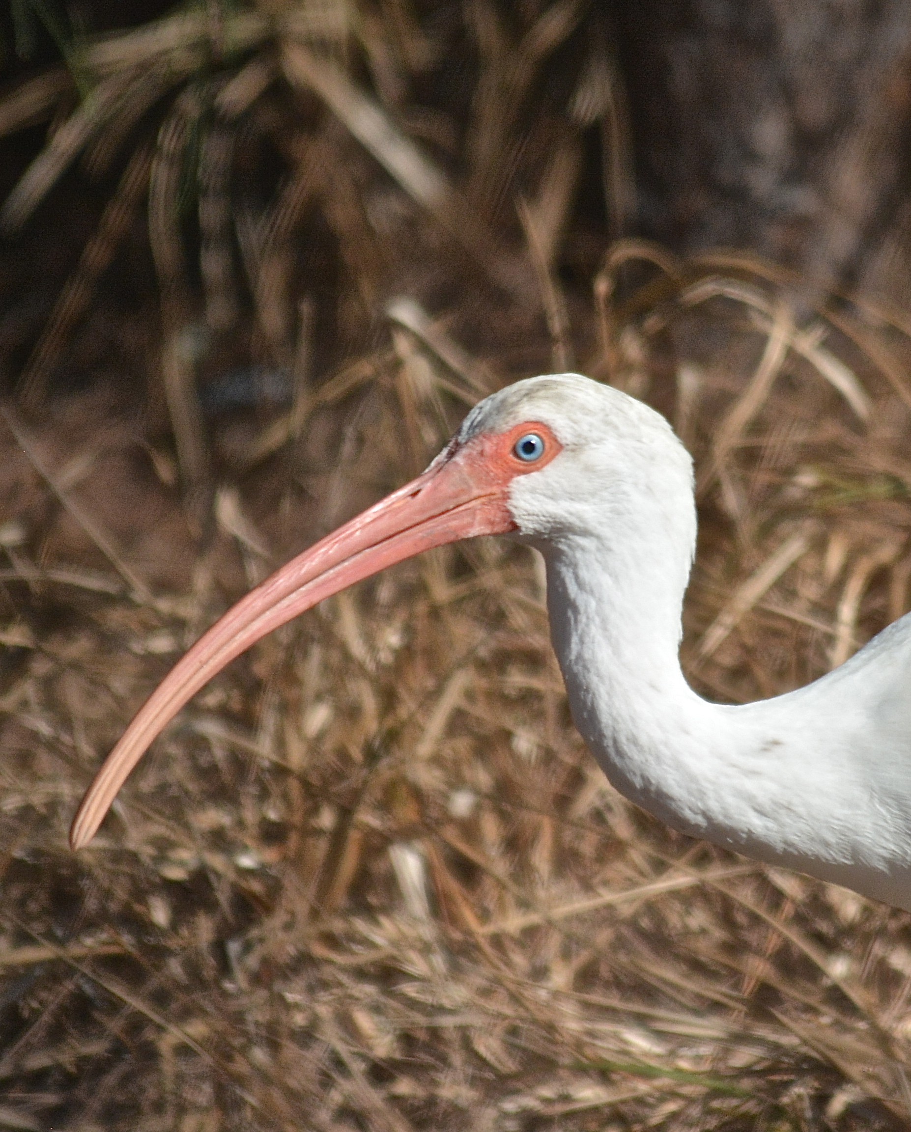 DSC_7999.JPG