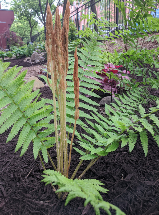 110 Clifton, Cinnamon Fern.png