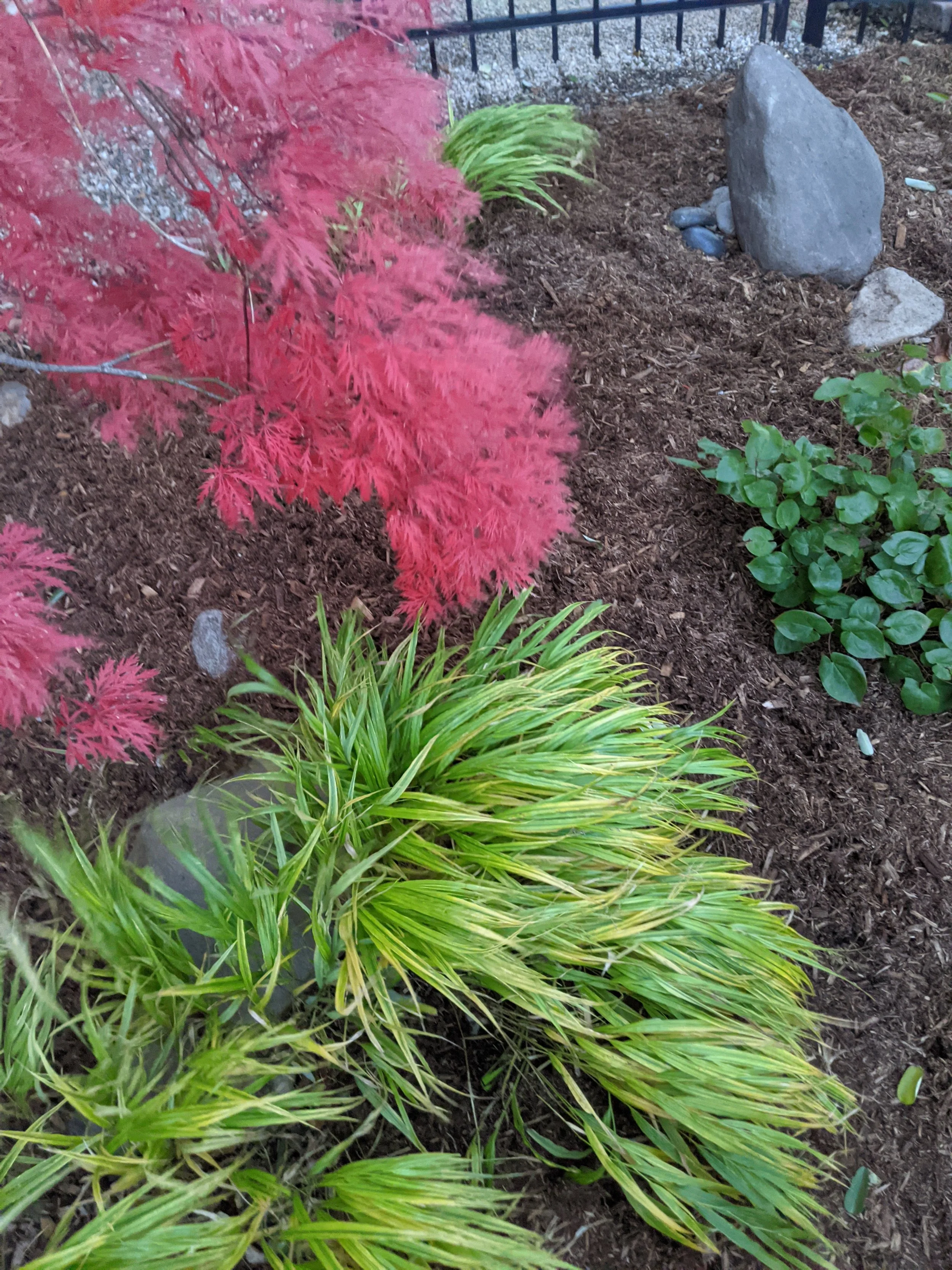 110 Clifton, Fall maple 2.jpg