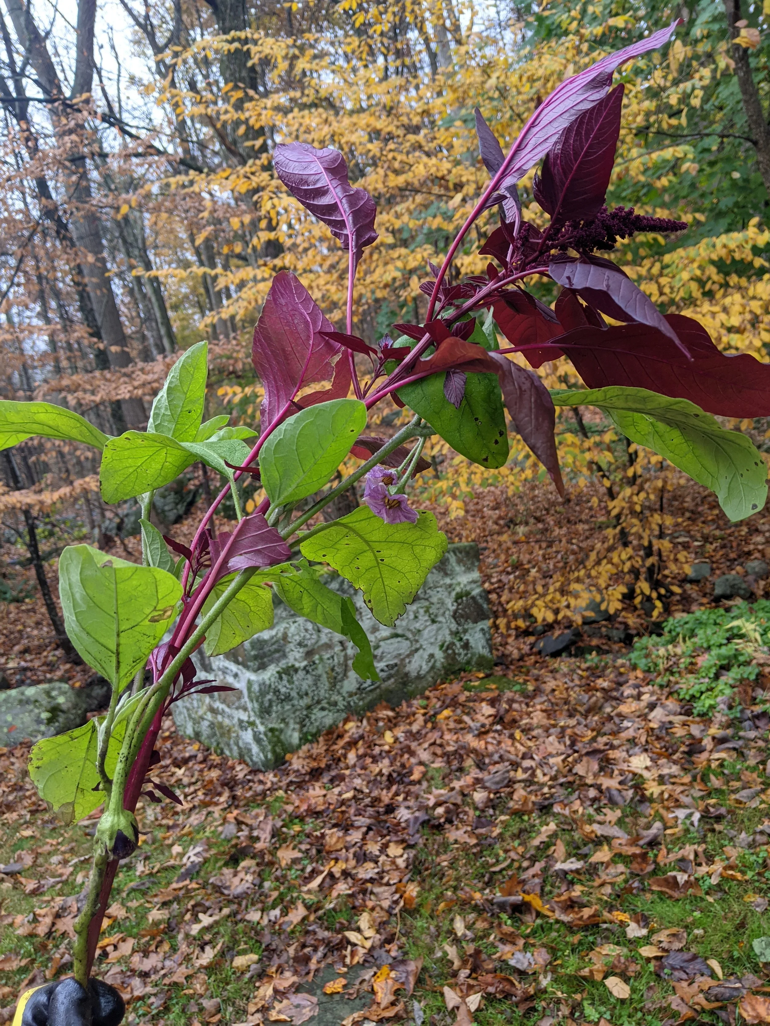 Edible, Amaranth and eggplant in fall.jpg
