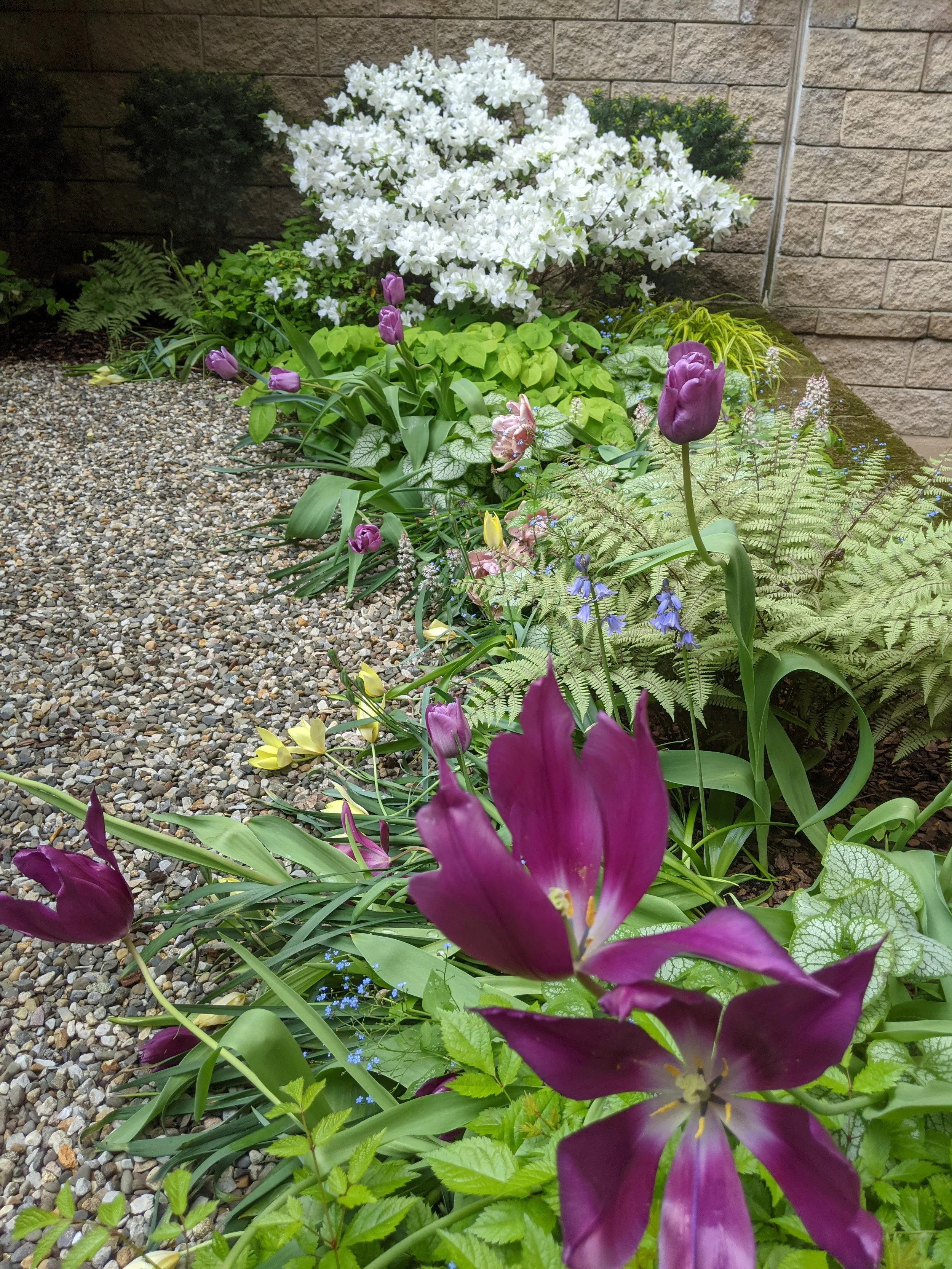 Durkin, Spring azalea and tulips.jpg