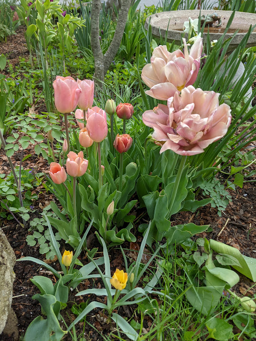 FF Homeland, Blush Tulips Spring.png