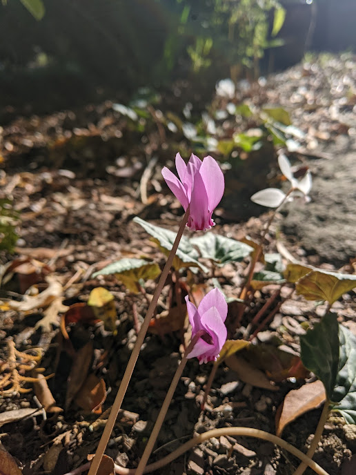 FF Homeland, Cyclamen.png