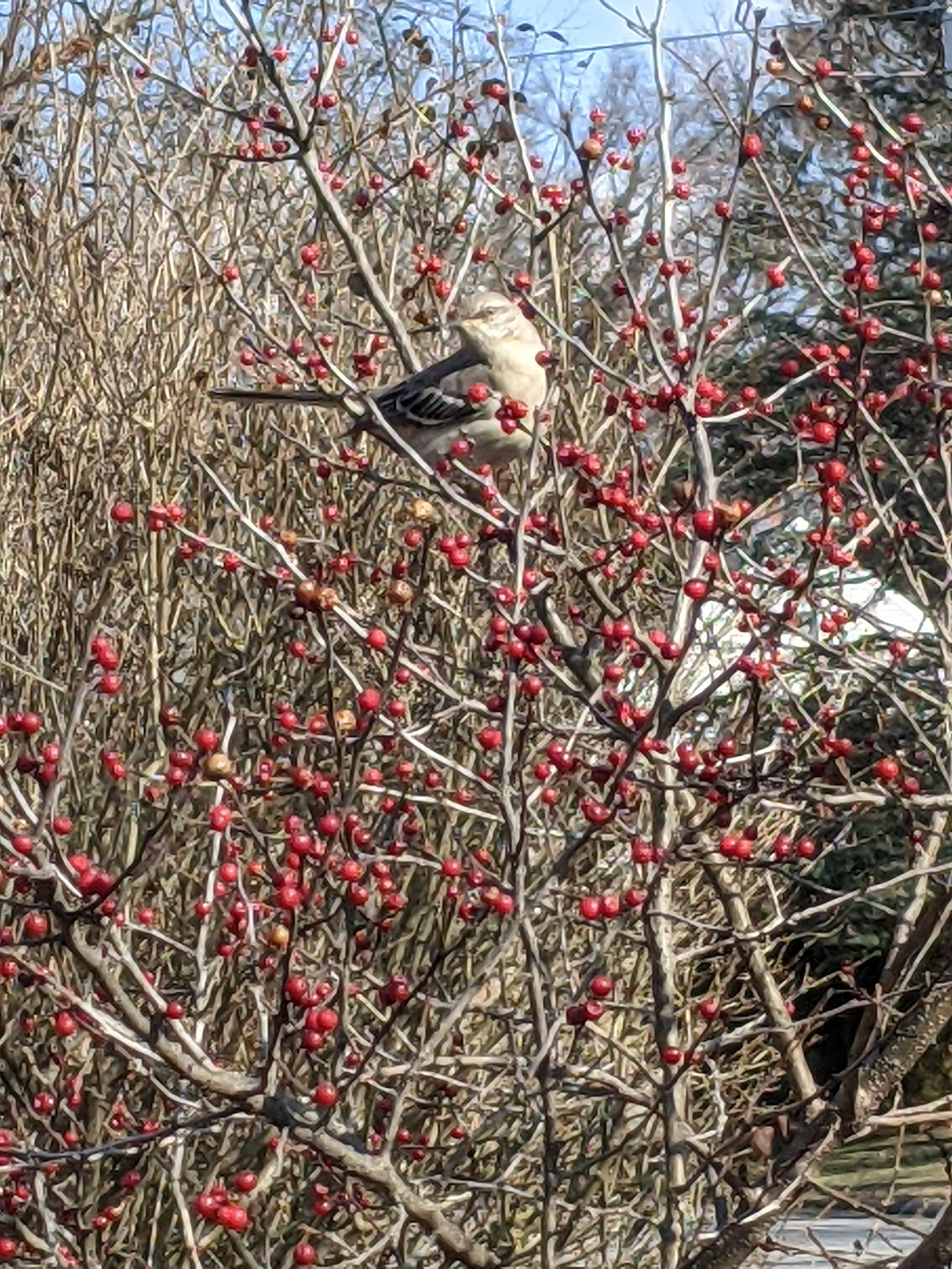 Native, Winterberry _ catbird.jpg