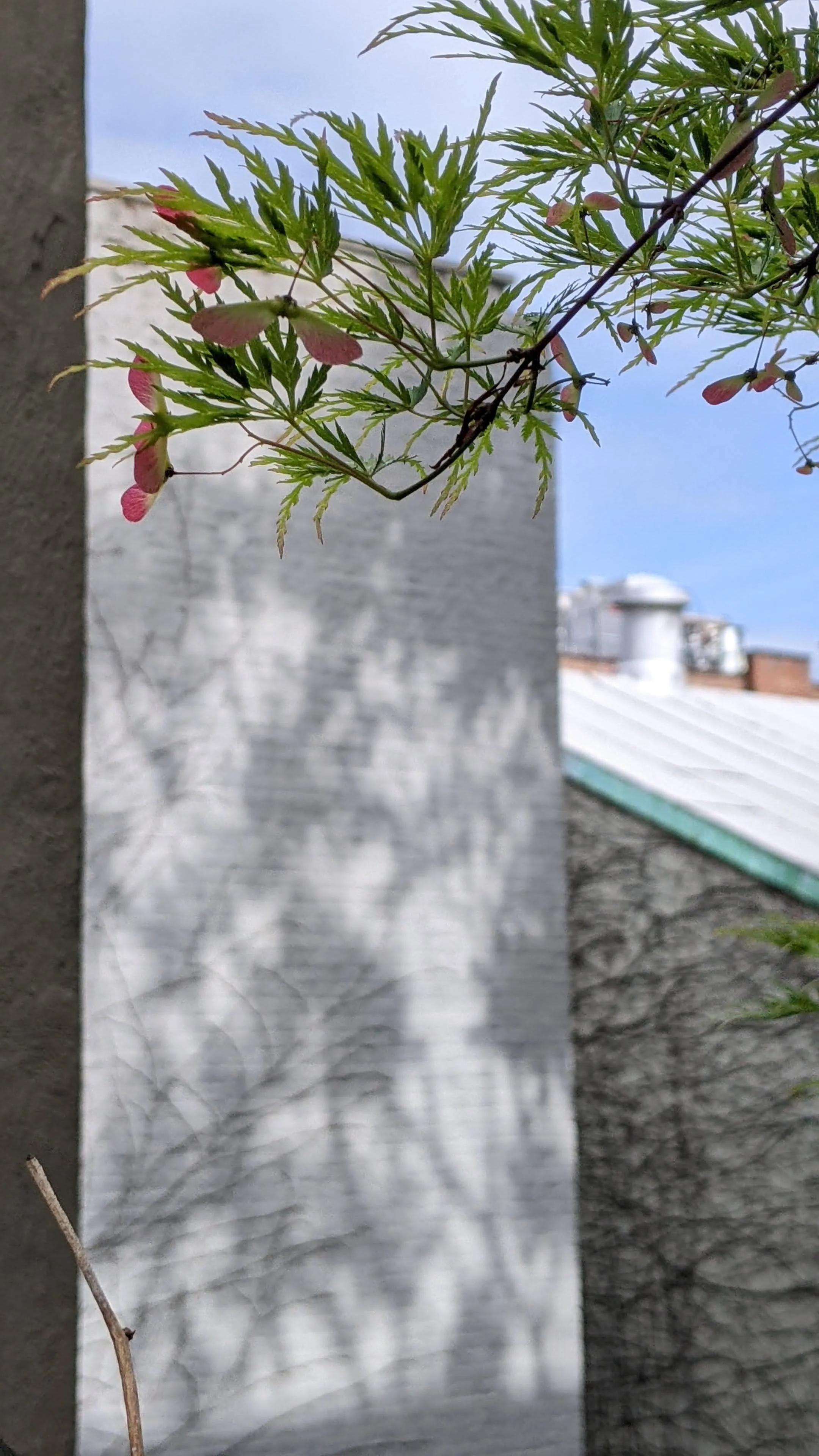 Subin, WV, J Maple seedling.jpg