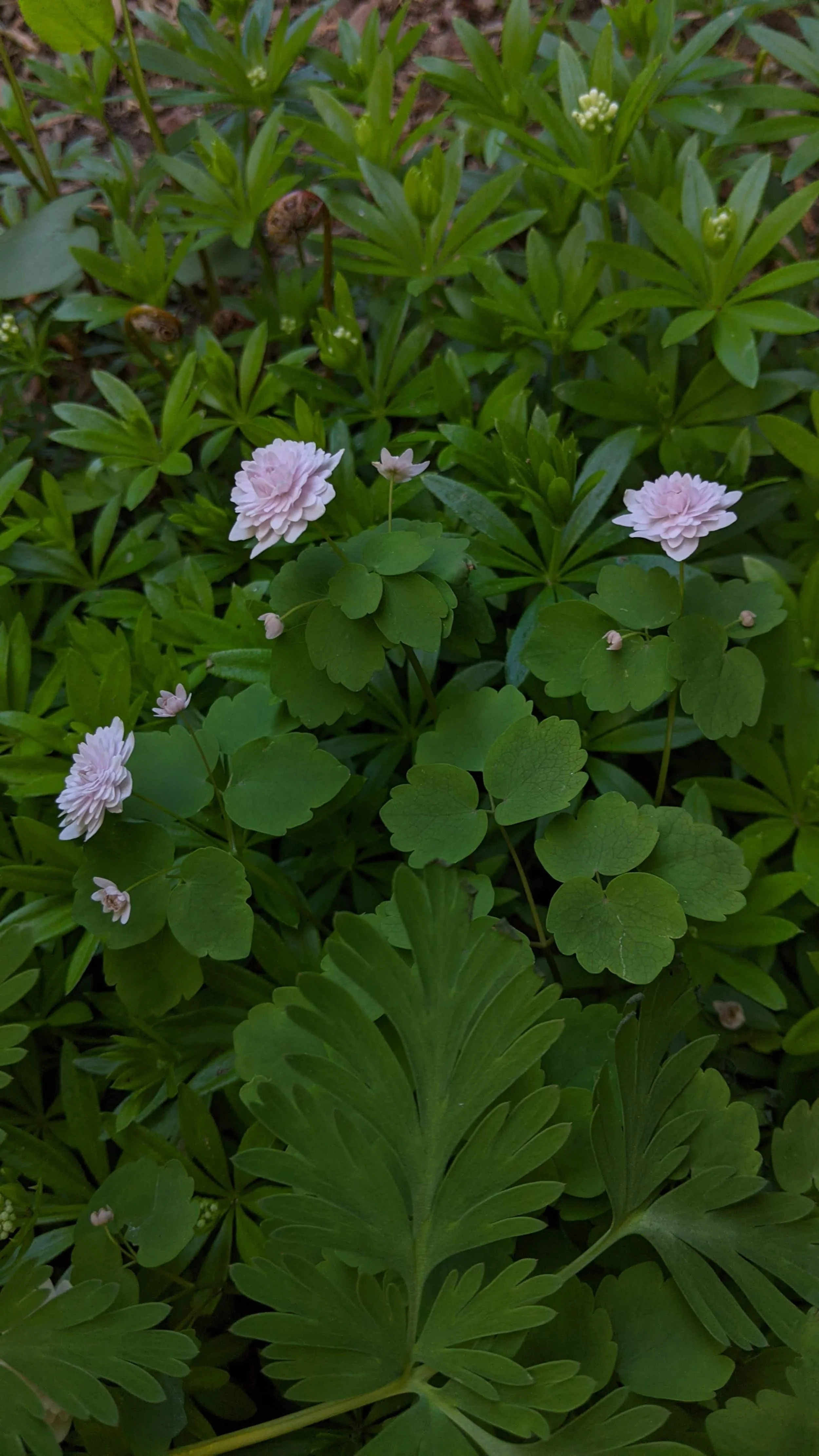 Native, Anemonella thalictrum thalictroides.jpg
