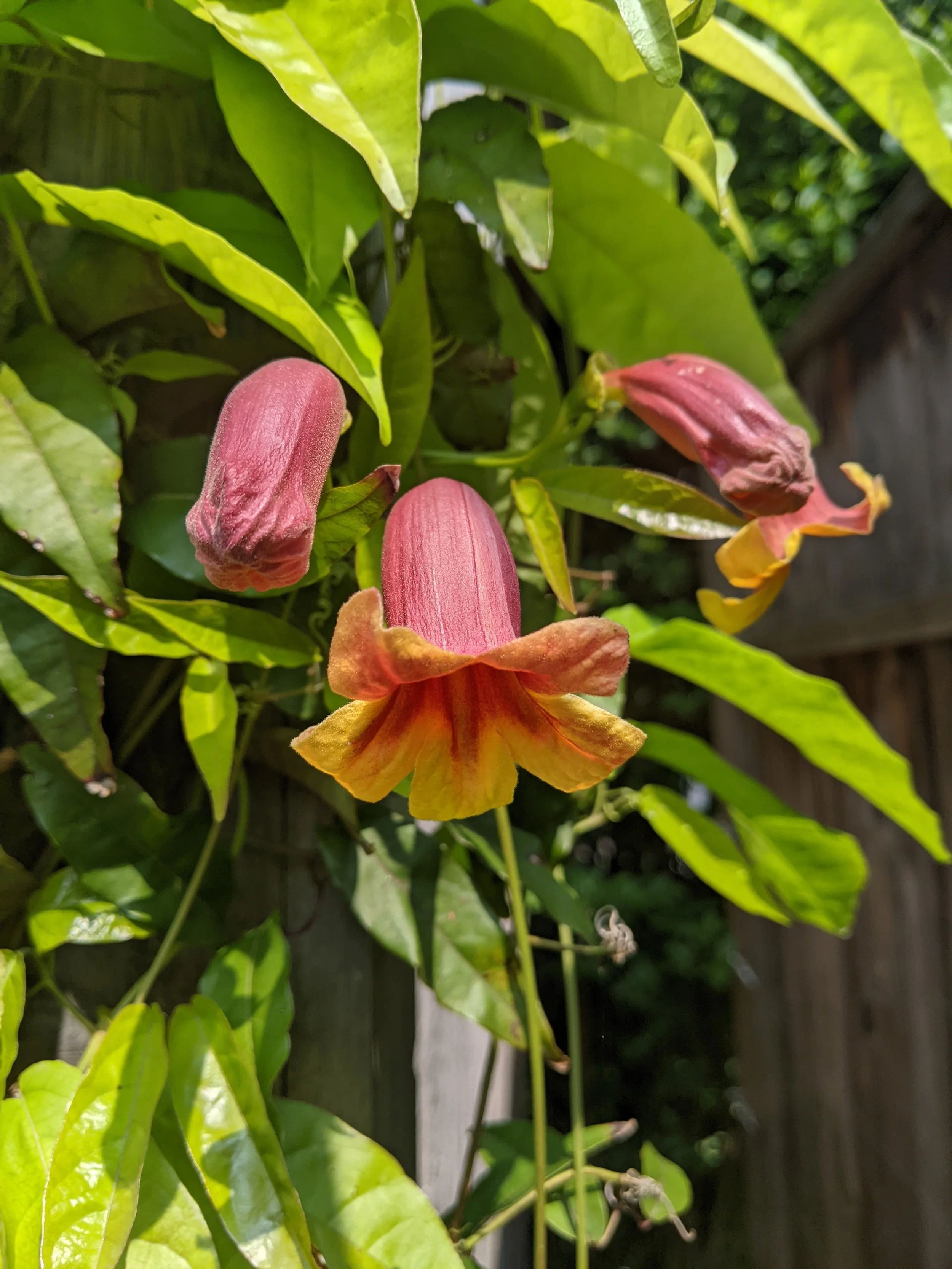 Native, Bignonia _Wabash Valley_.jpg