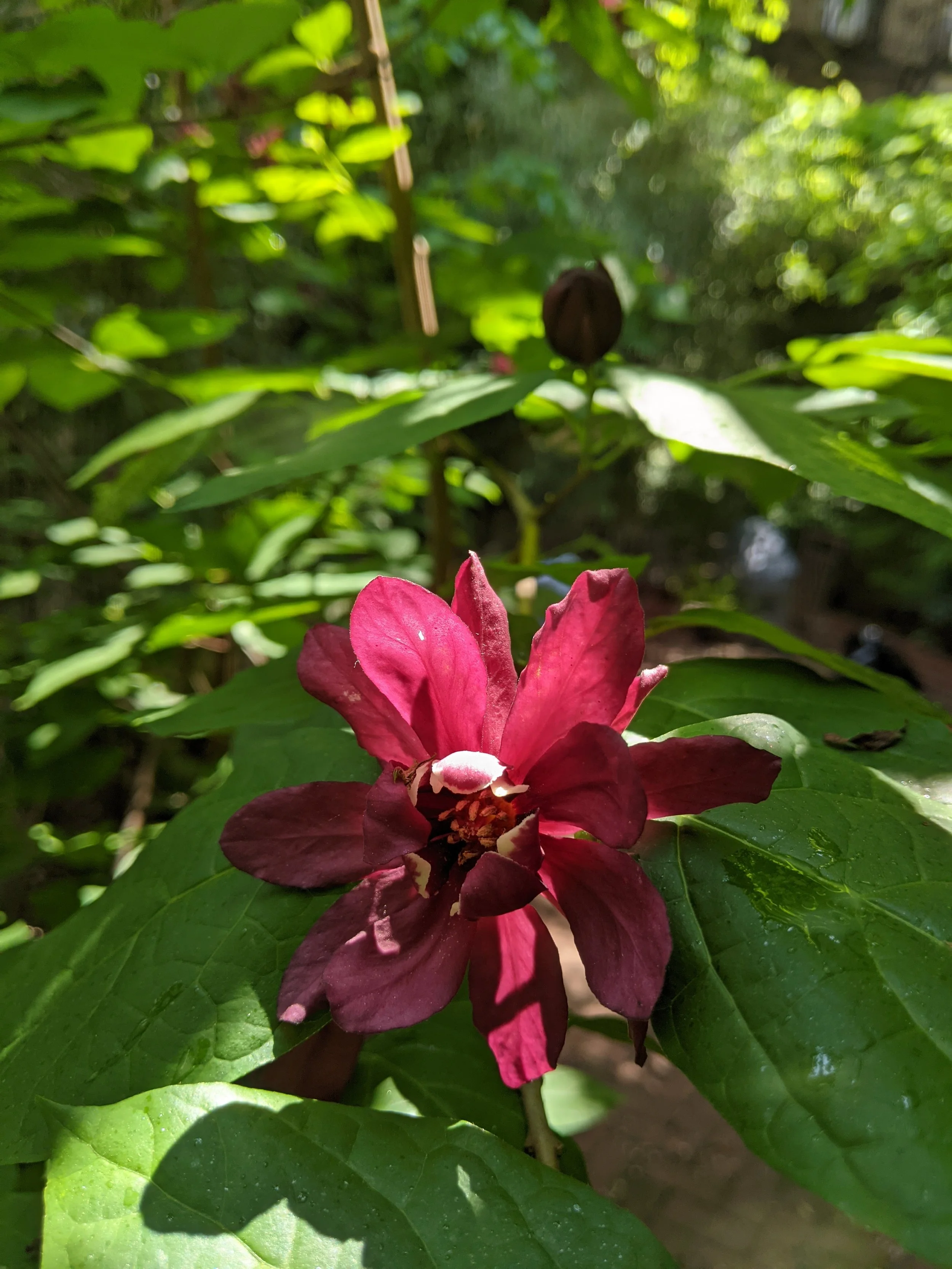 Native, Calycanthus, Subin.jpg