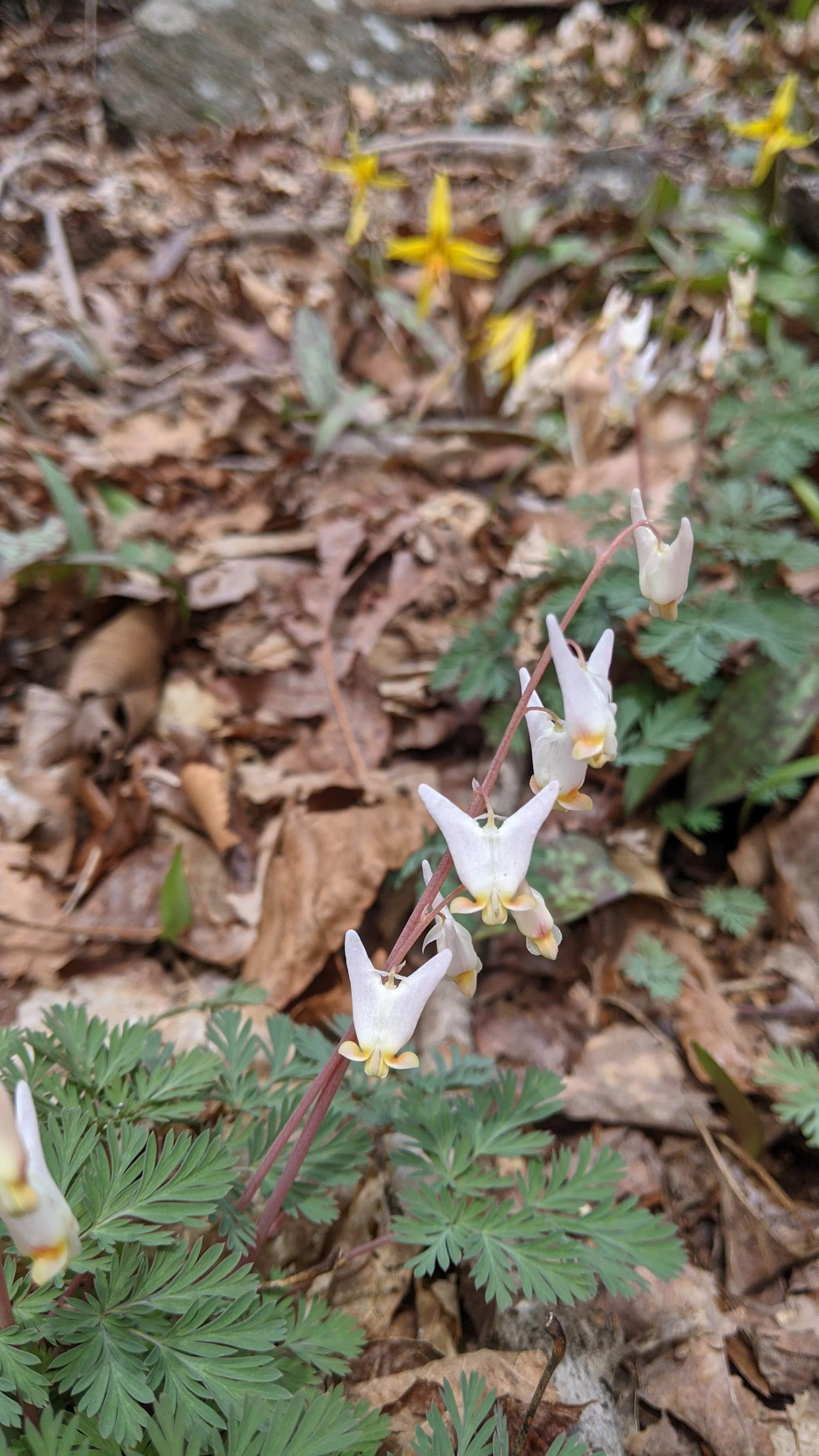 Native, Dutchman_s Breeches 2.jpg