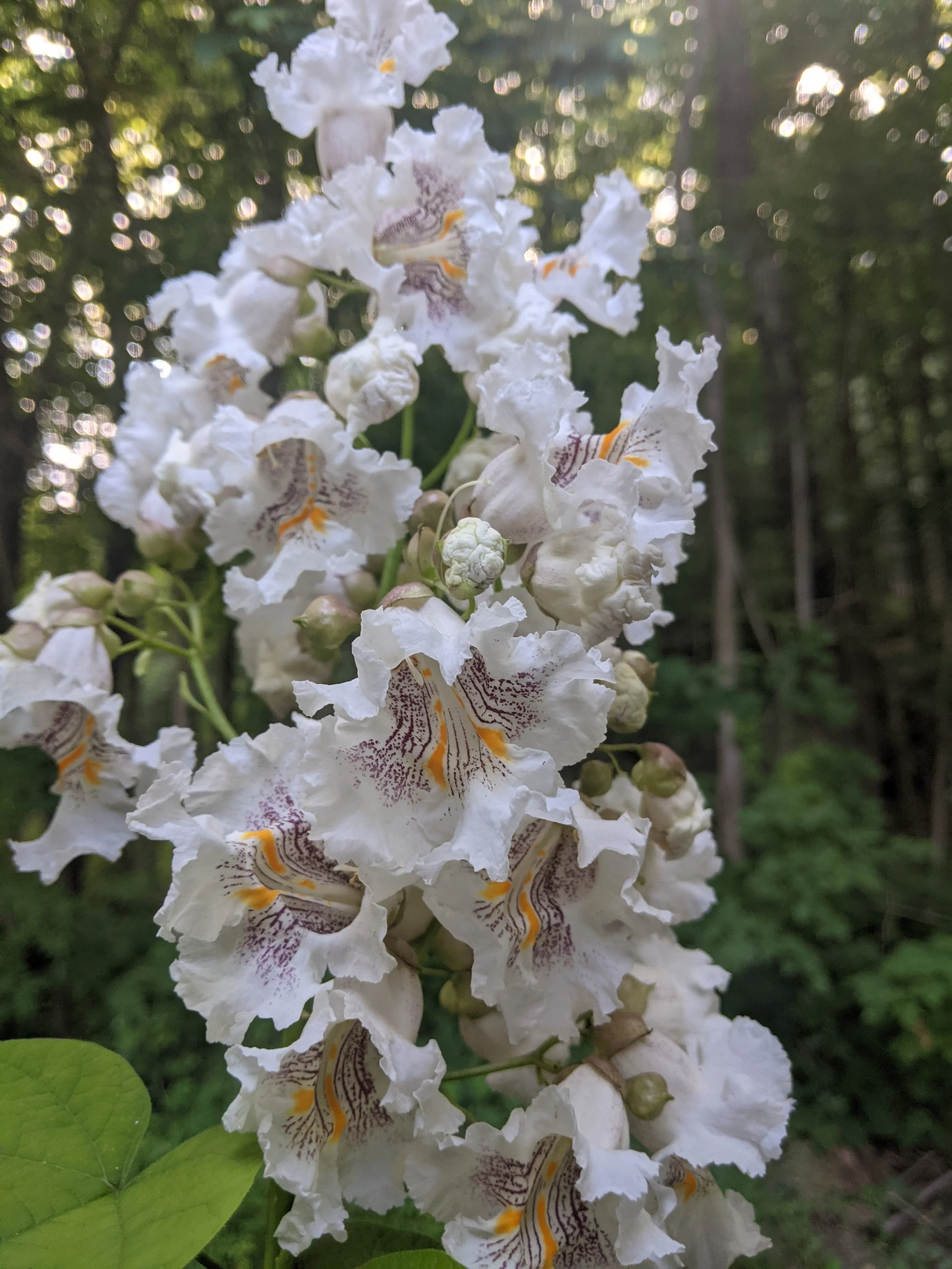 Native, Catalpa speciosa.jpg