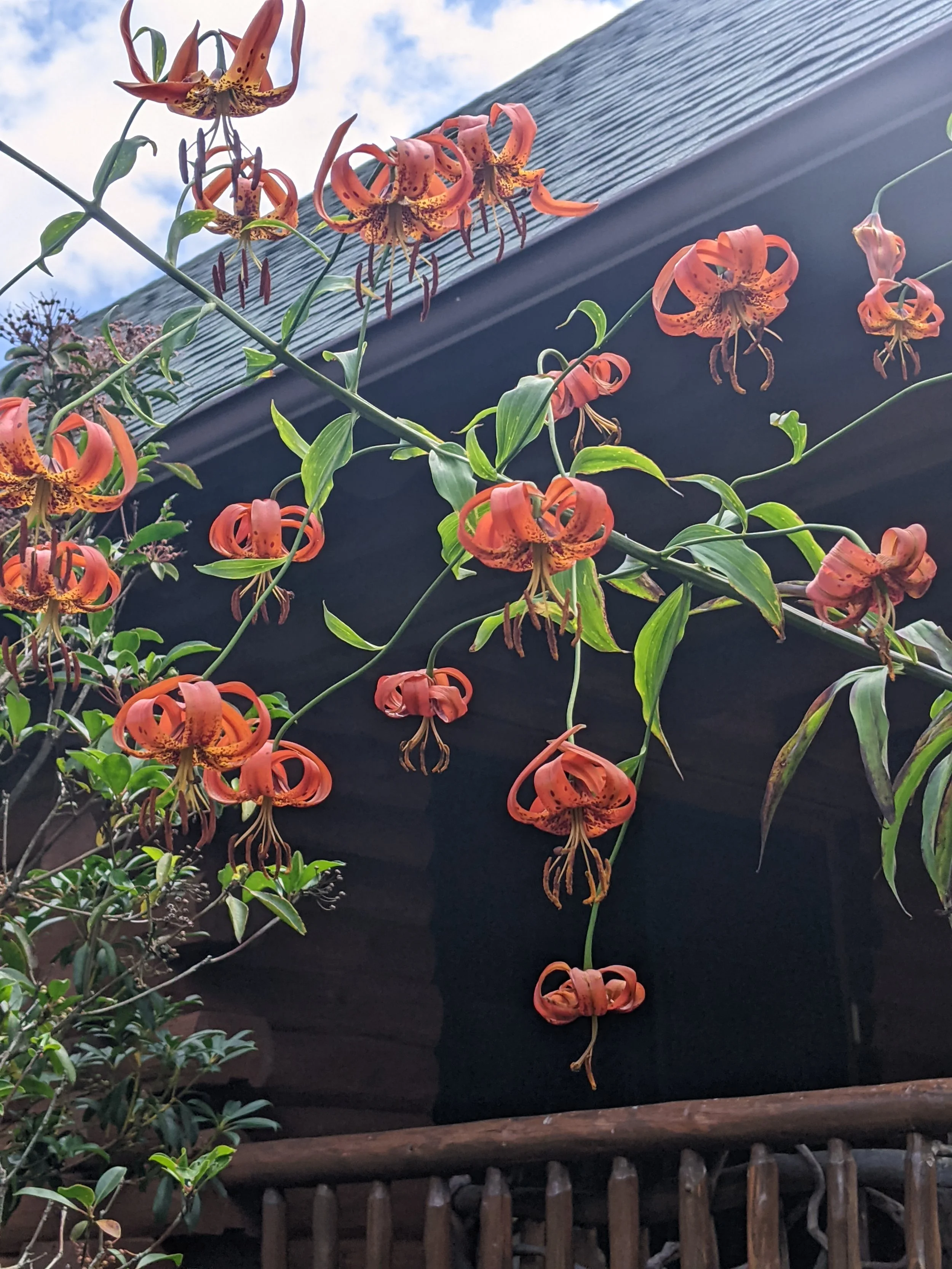 Native, Flying Trillium, Lilium superbum.jpg