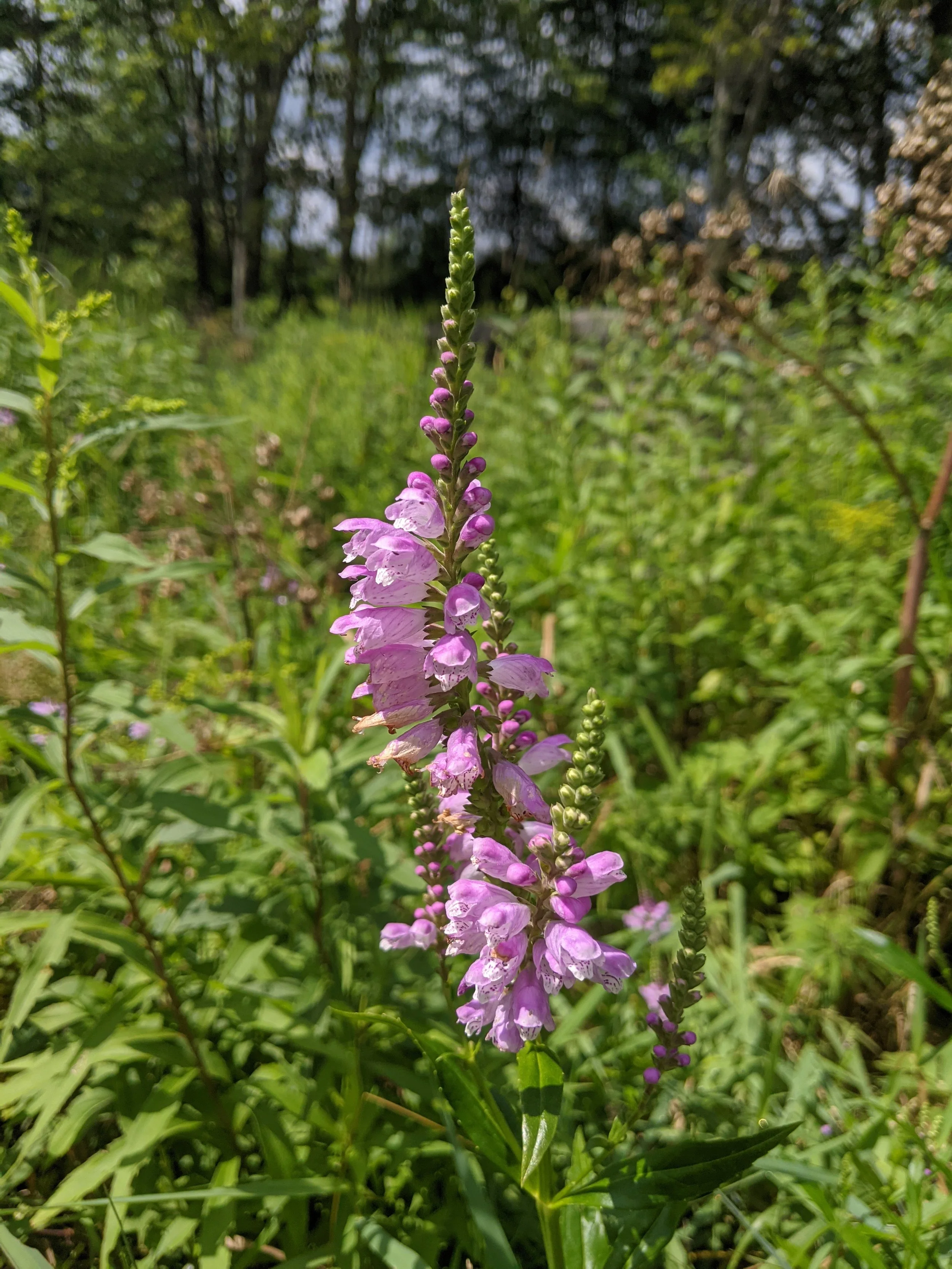 Native, Flying Trillium, Obedient plant.jpg