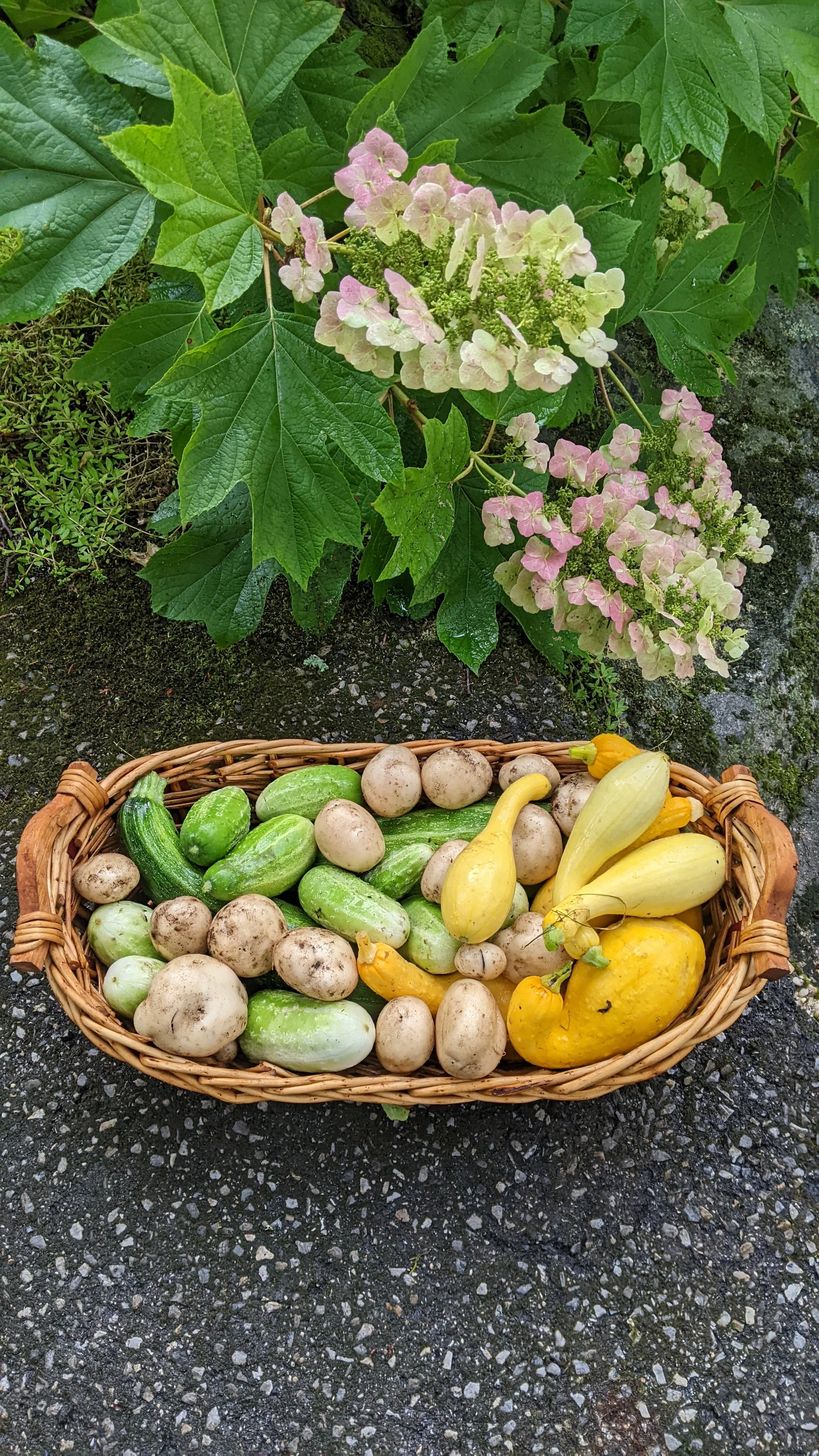 Native, Oakleaf hydrangea.jpg