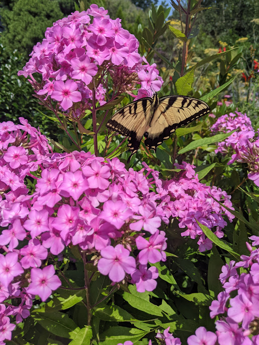 FF, Homeland, Phlox _ Swallowtail.png