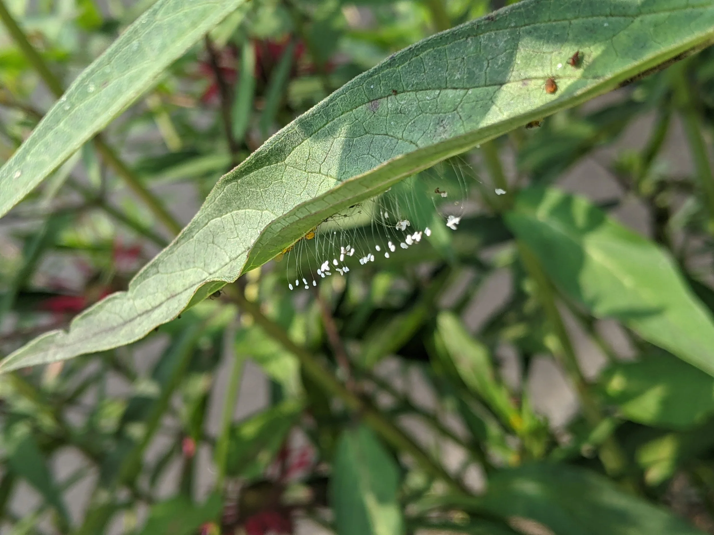 Pollinator, Beneficial Insect, Lacewing eggs.jpg