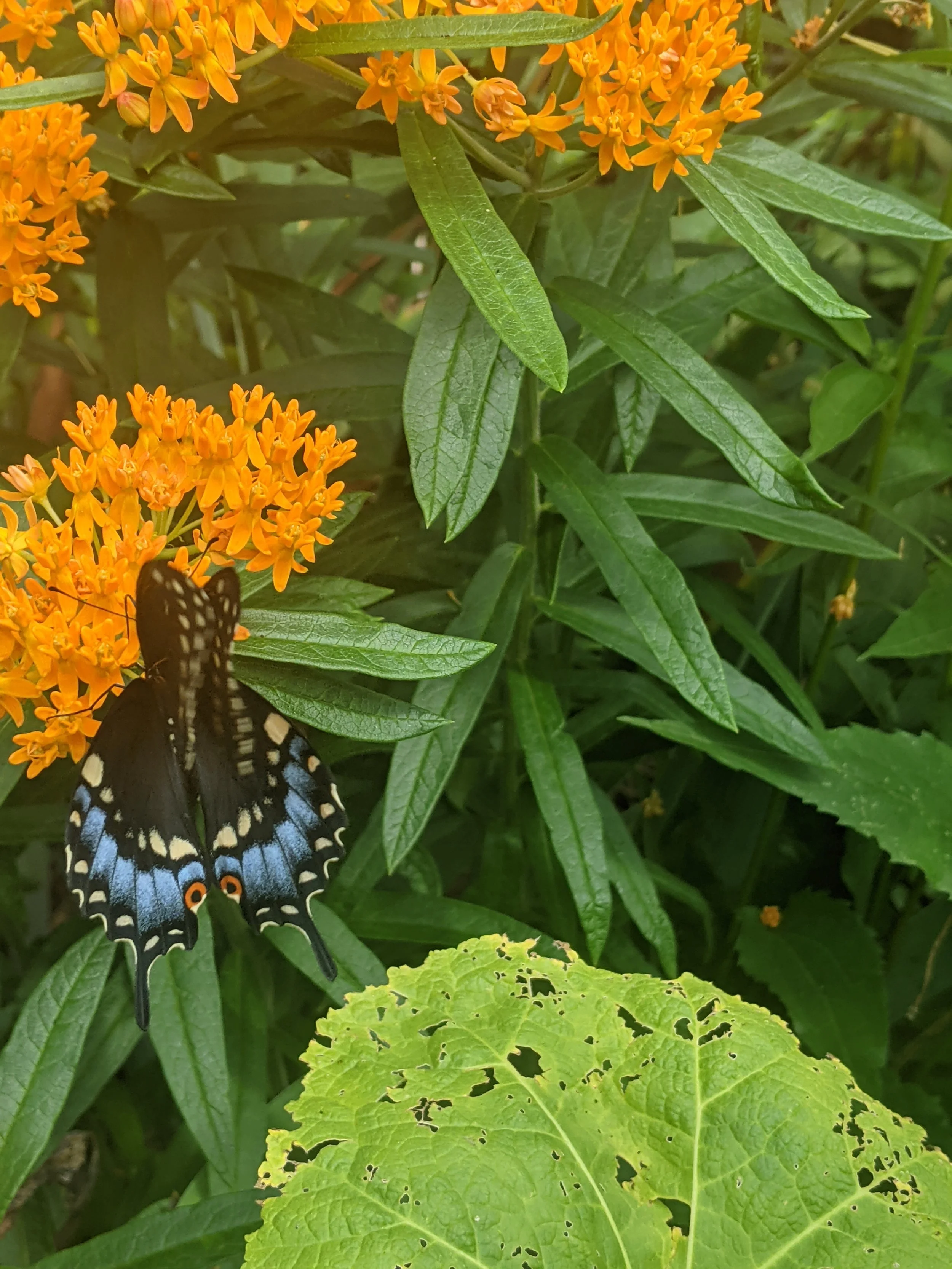 Native, Swallowtail on milkweed.jpg