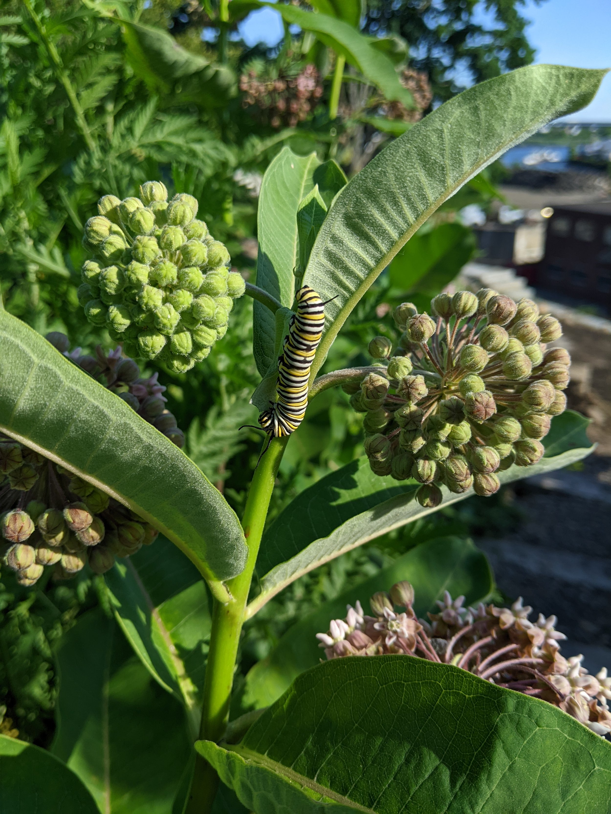 Pollinator, Milkweed _ monarch caterpillar.jpg