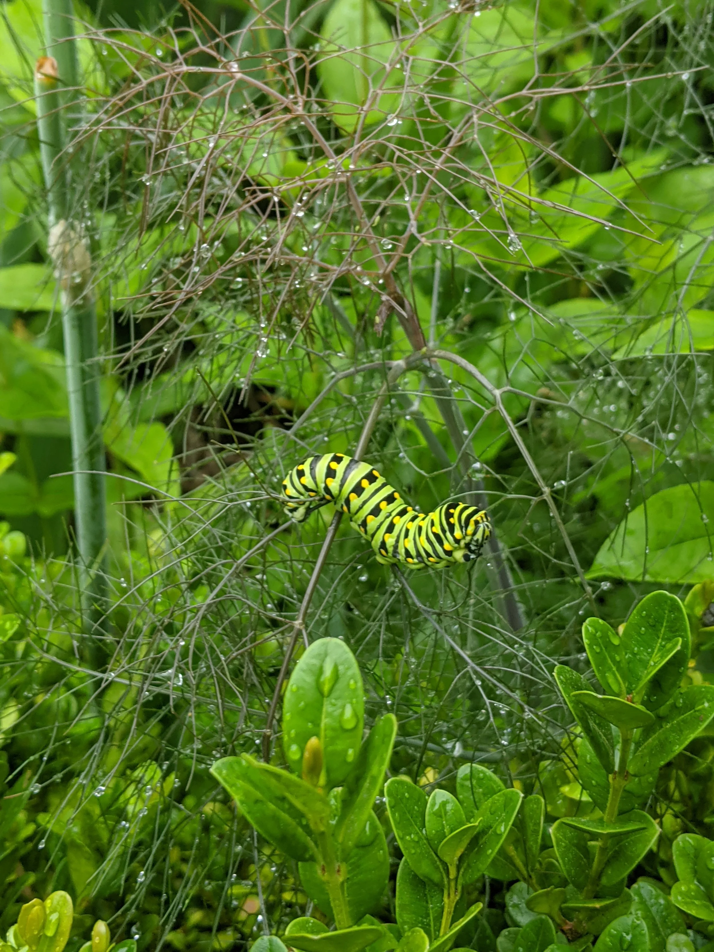 Pollinators, Swallowtail caterpillar on fennel.jpg