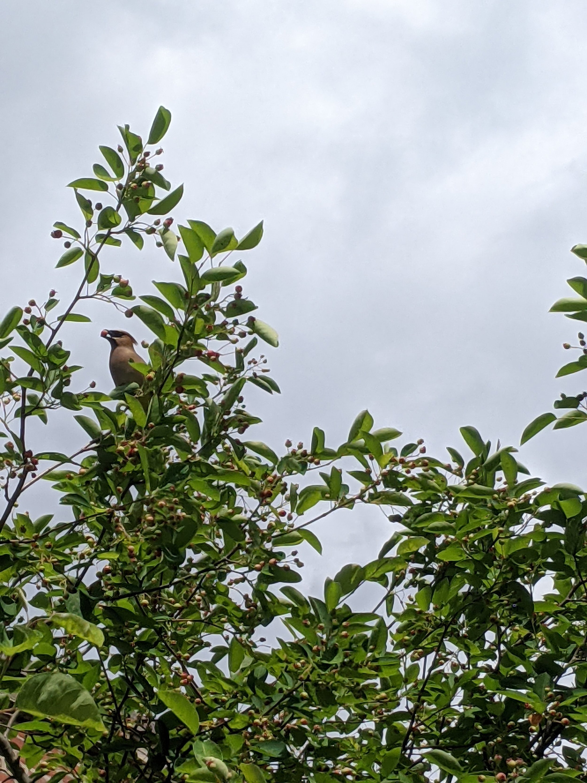 Native%2C+Birds%2C+Cedar+Waxwing+_+Serviceberry.jpg