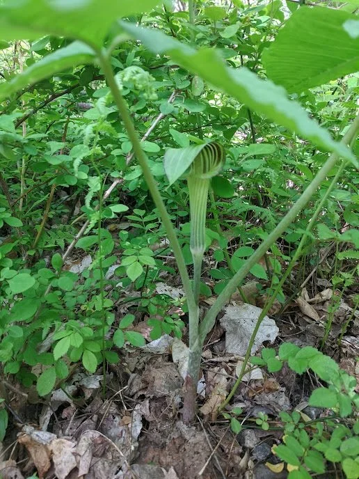 Native+pitcher+plant.jpg