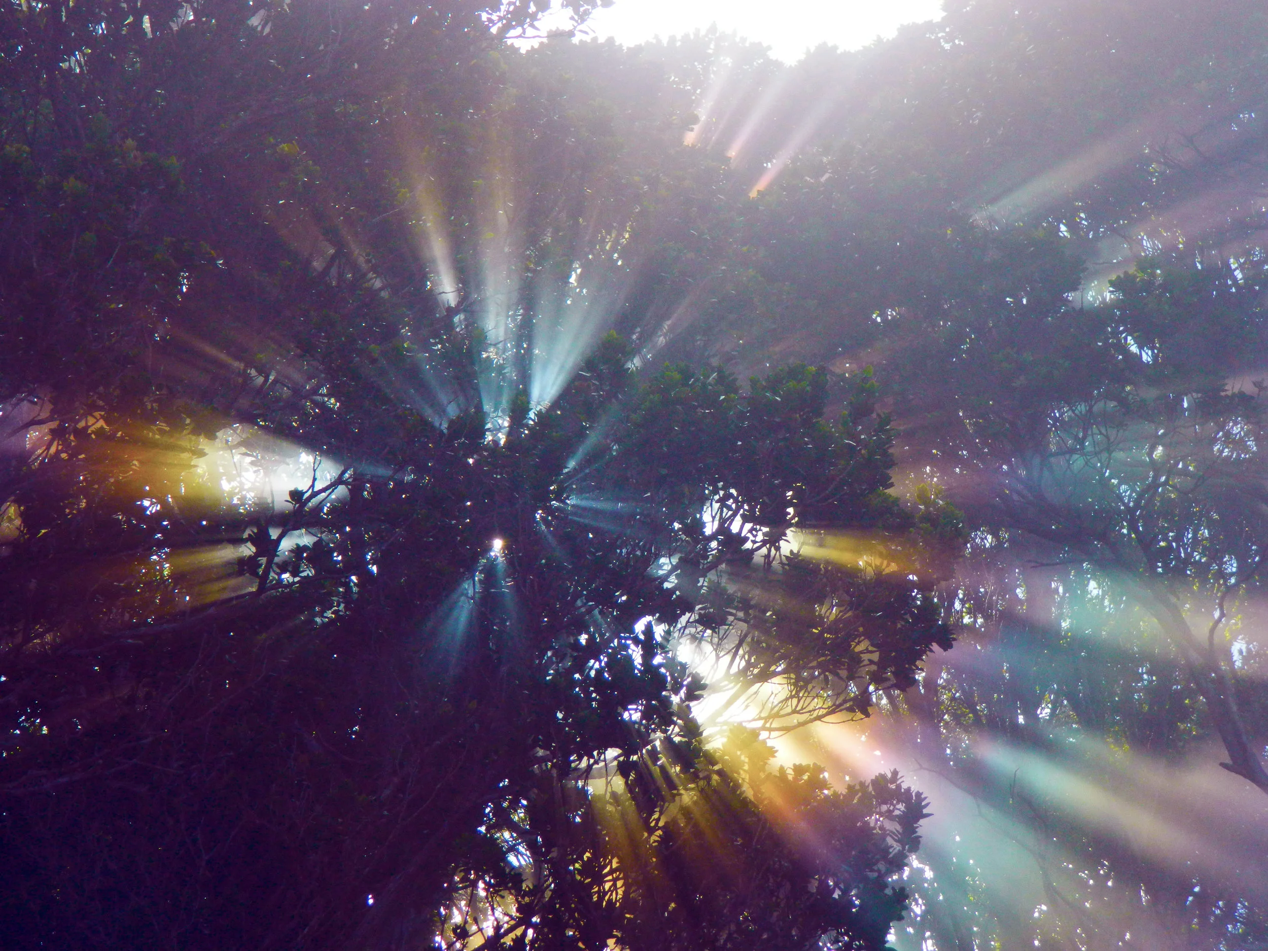 Shamanic Healing Course.jpg