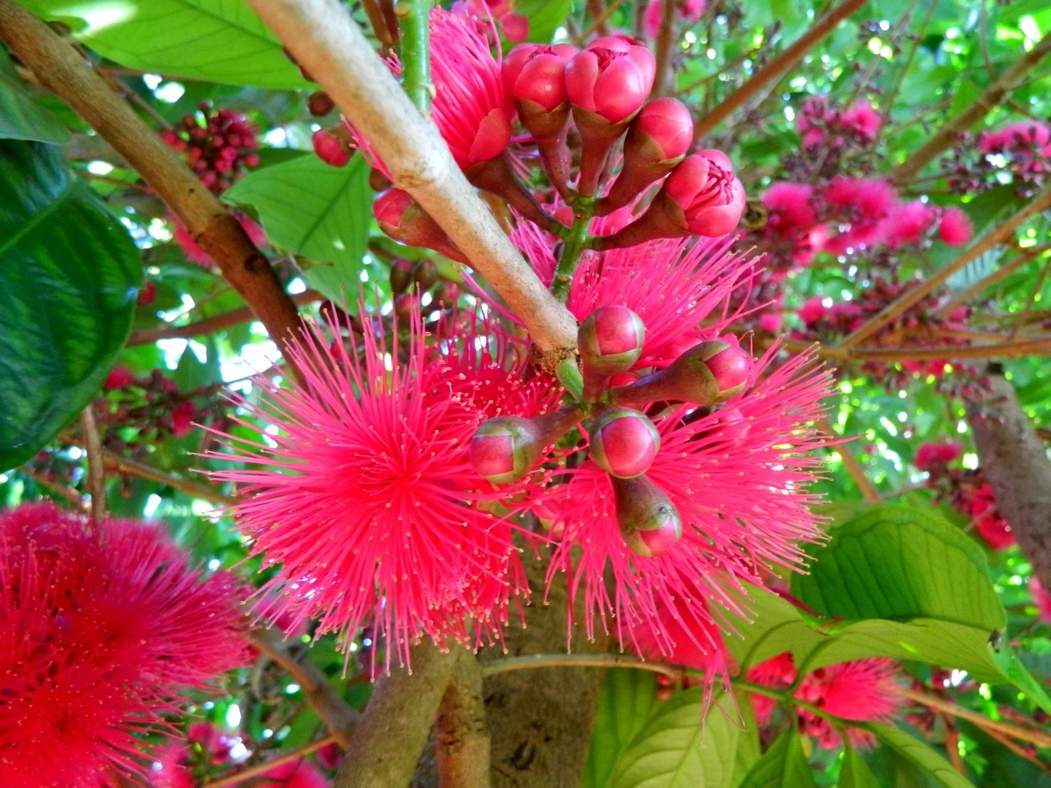 Teachings of the Mountain Apple Tree