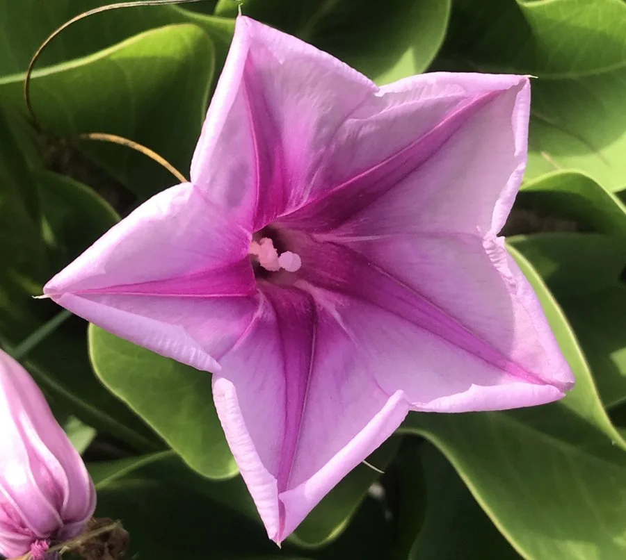 Healing from narcissistic abuse — a shamanic approach to recovery