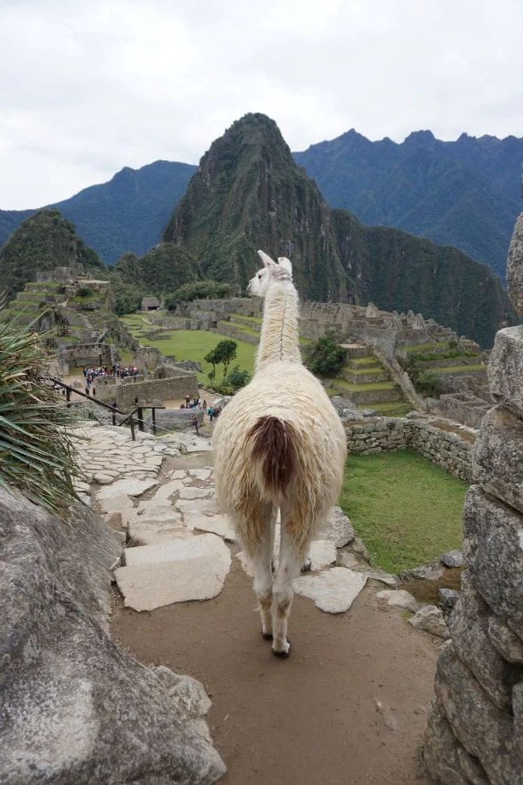 Llama at Machu Picchu Peru Retreat.JPG
