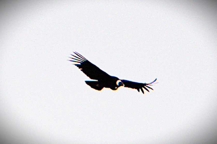 Peru Shamanism Retreat Sacred Sites Condor in Flight.jpg
