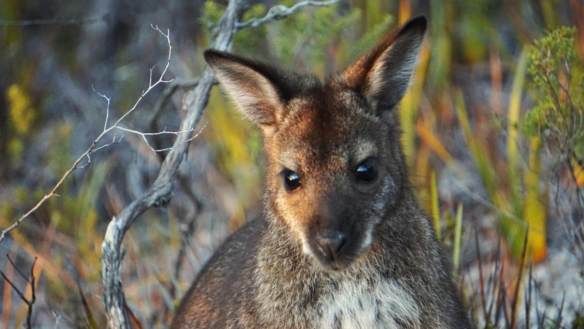 Living In Harmony With Wildlife