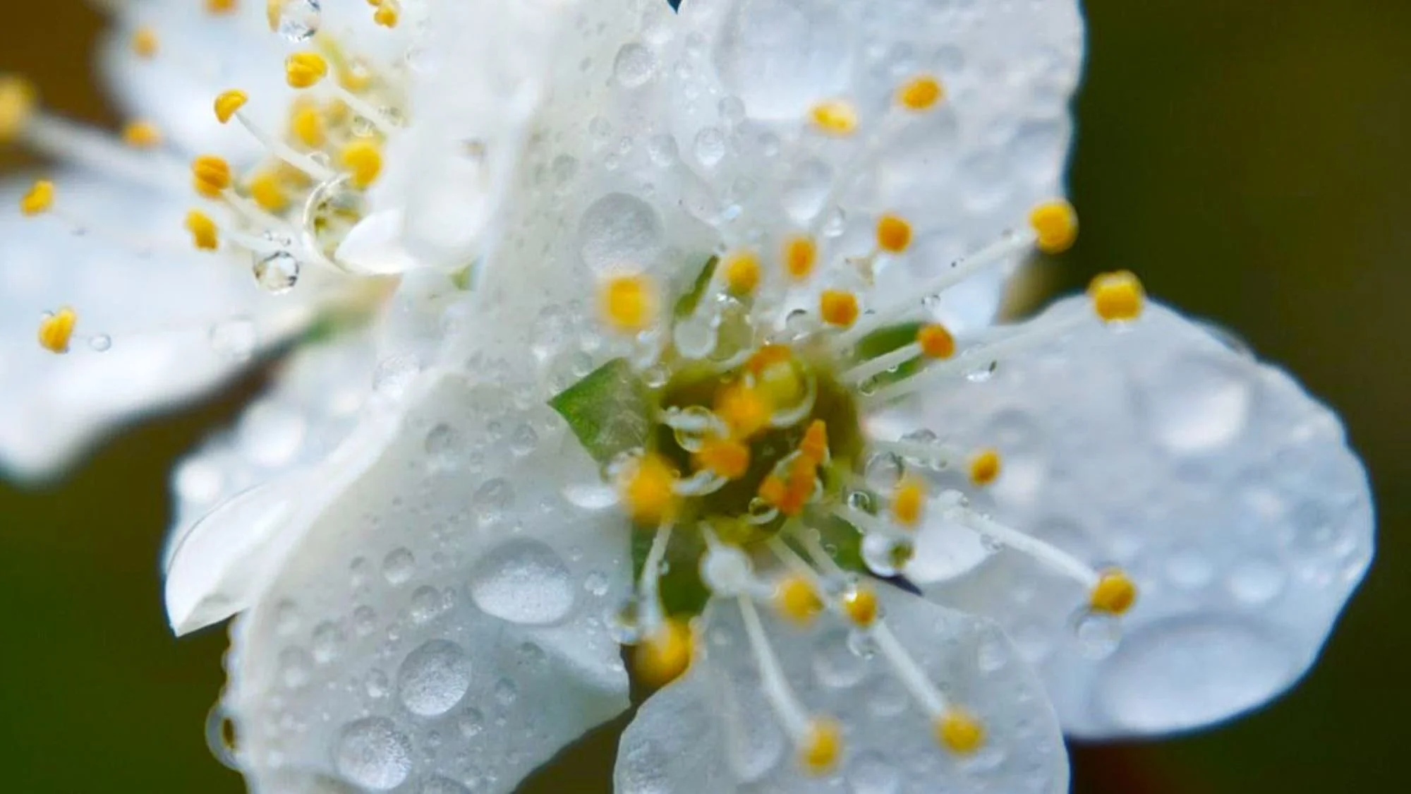 Merging With the Web of Life