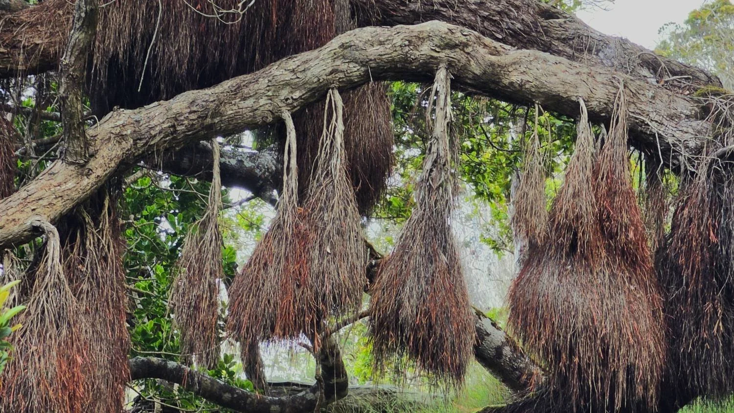 Grounding and Rooting