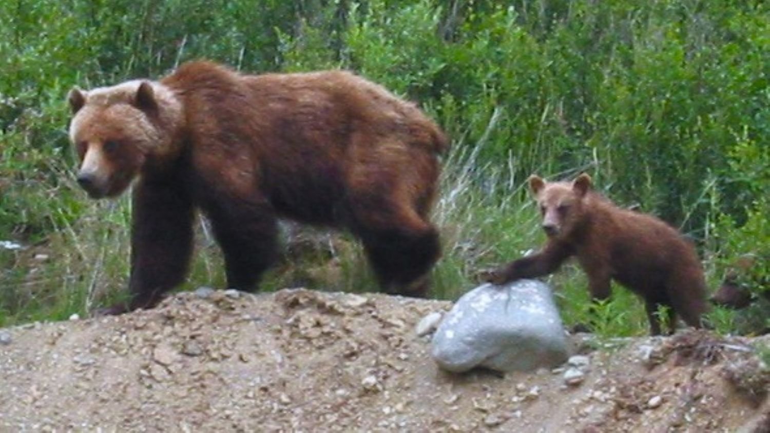 Power Animals and Shamanism