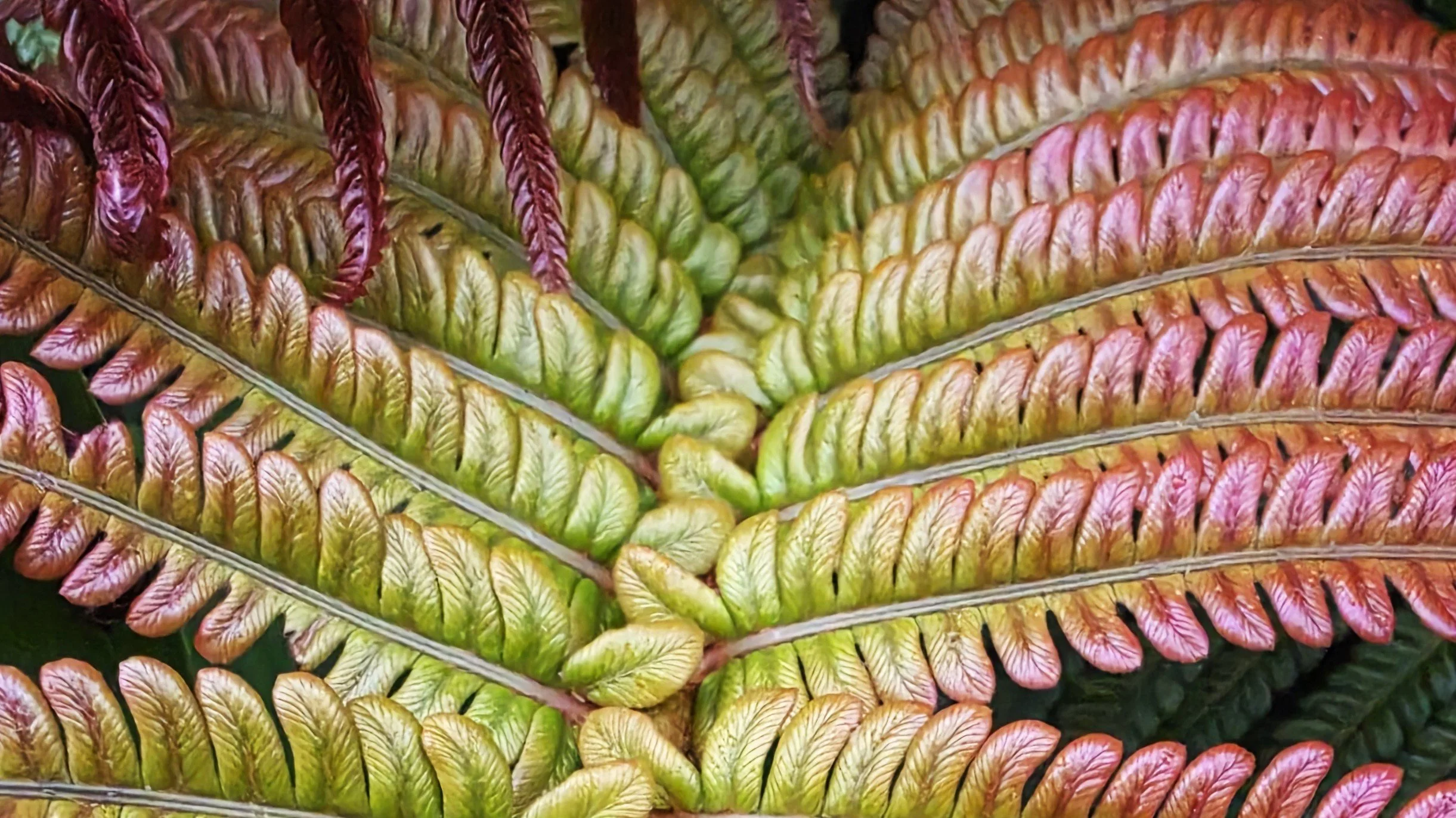 wild-nature-kauai-hawaii-shamanic-healing-session.jpg