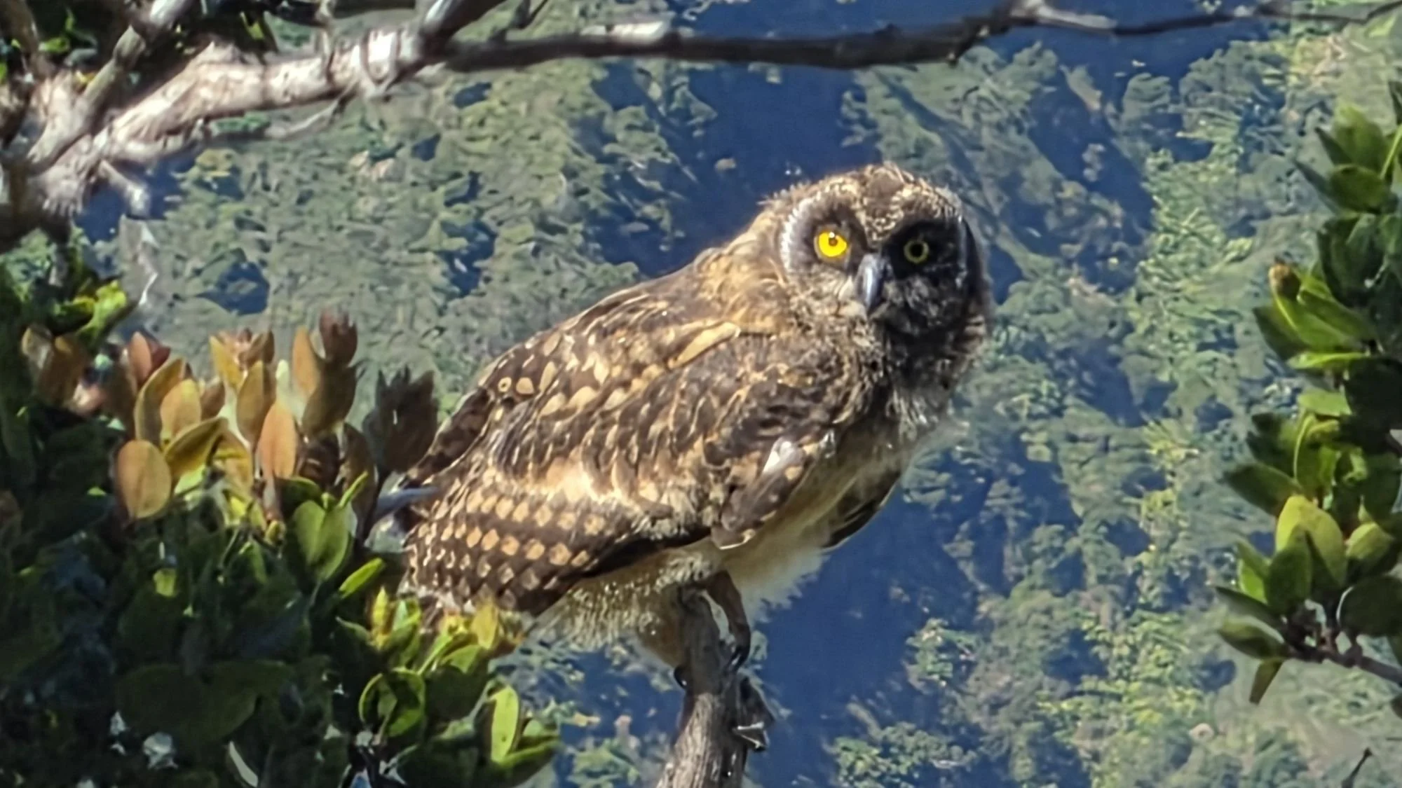 pueo-owl-kauai-napali-coast-hawaii-shaman.jpg