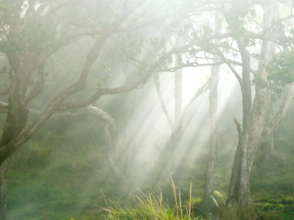kauai-misty-forest-light-rays-shamanic-healing.jpg