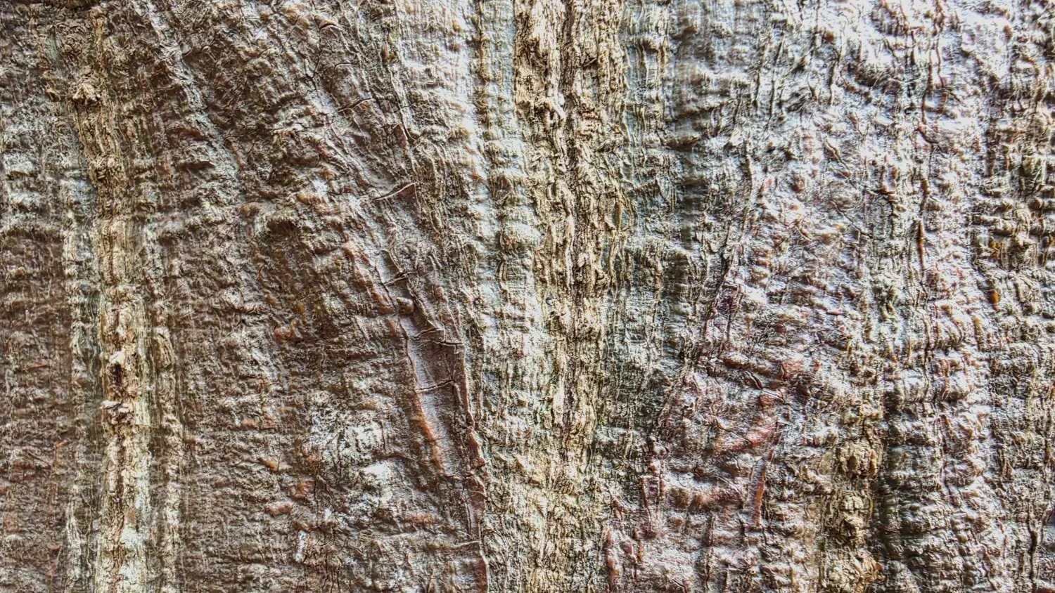 wiliwili-bark-kauai-napali-coast.jpg