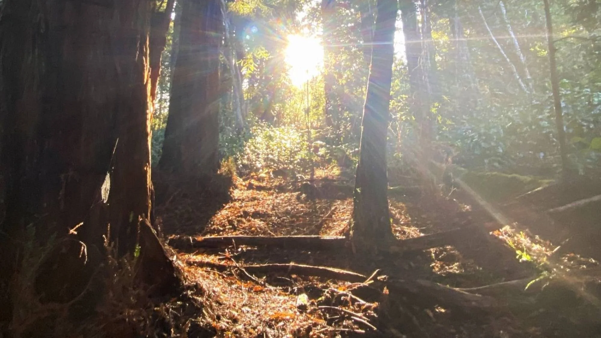 shamanic-consultation-with-Scott-Silverston-in-Hawaii-the-path-to-healing.JPG