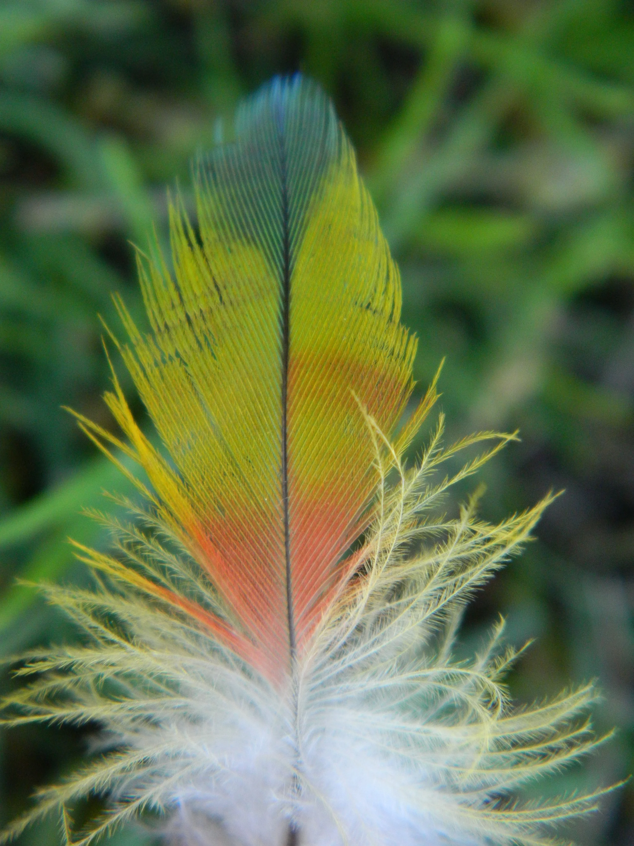 Shamanic Apprenticeship