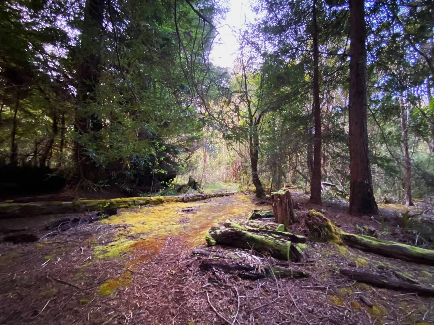 Work-with-Scott-Silverston-Sunlit-Forest-Path-Kokee-Kauai-Hawaii.JPG