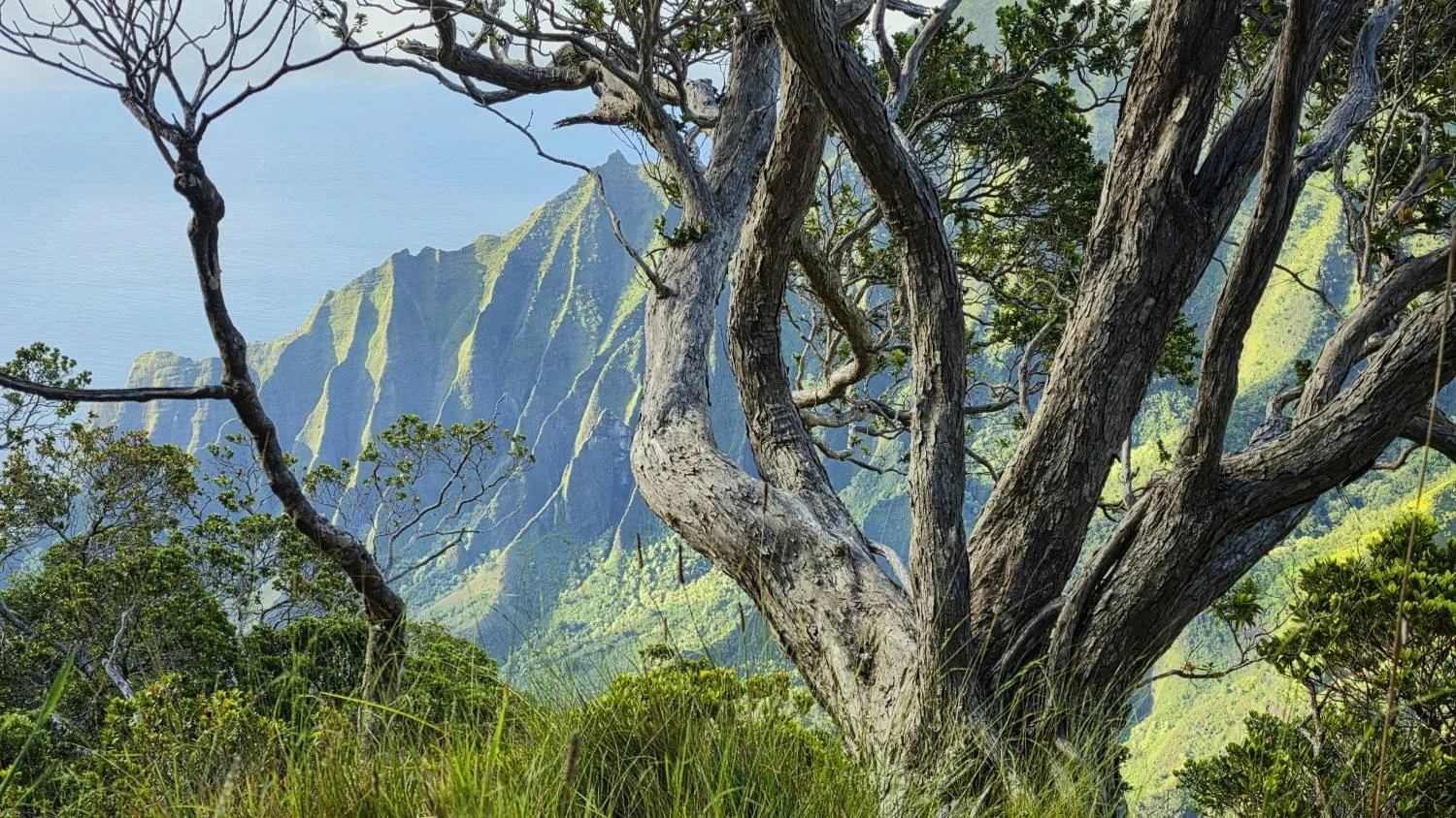 specialty-courses-online-shamanic-training-hawaii.jpg
