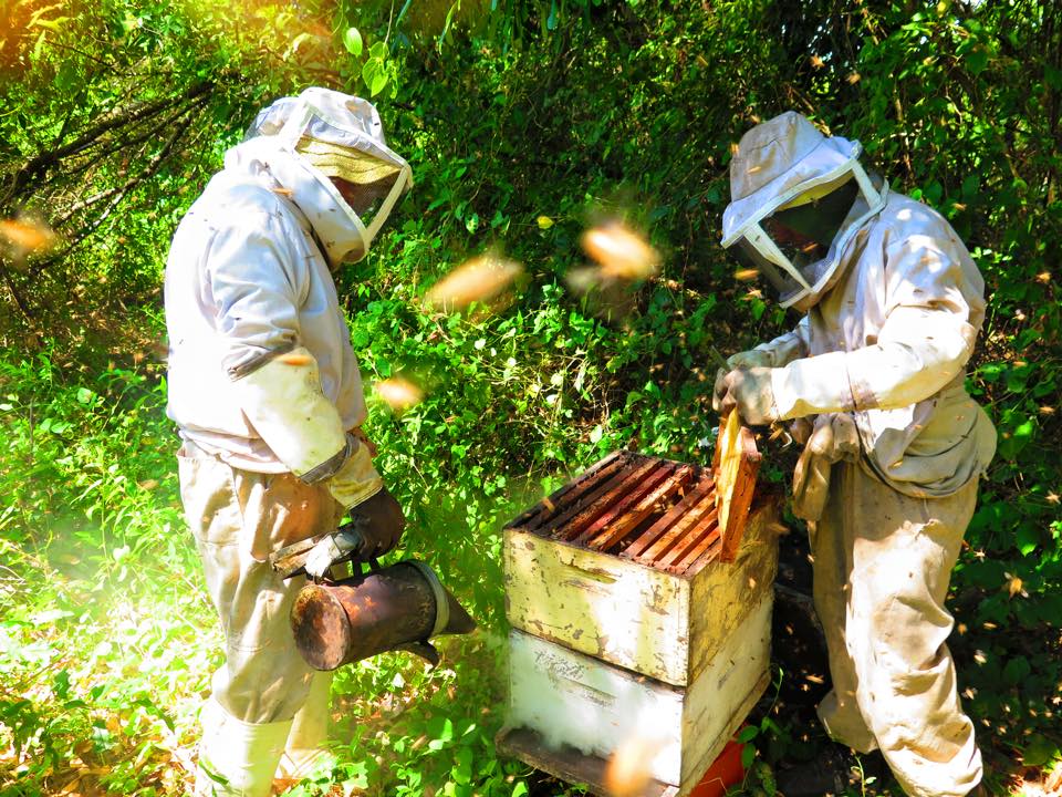 Beekeeping in the Nicaraguan jungle is a little bit different than on our family farm!