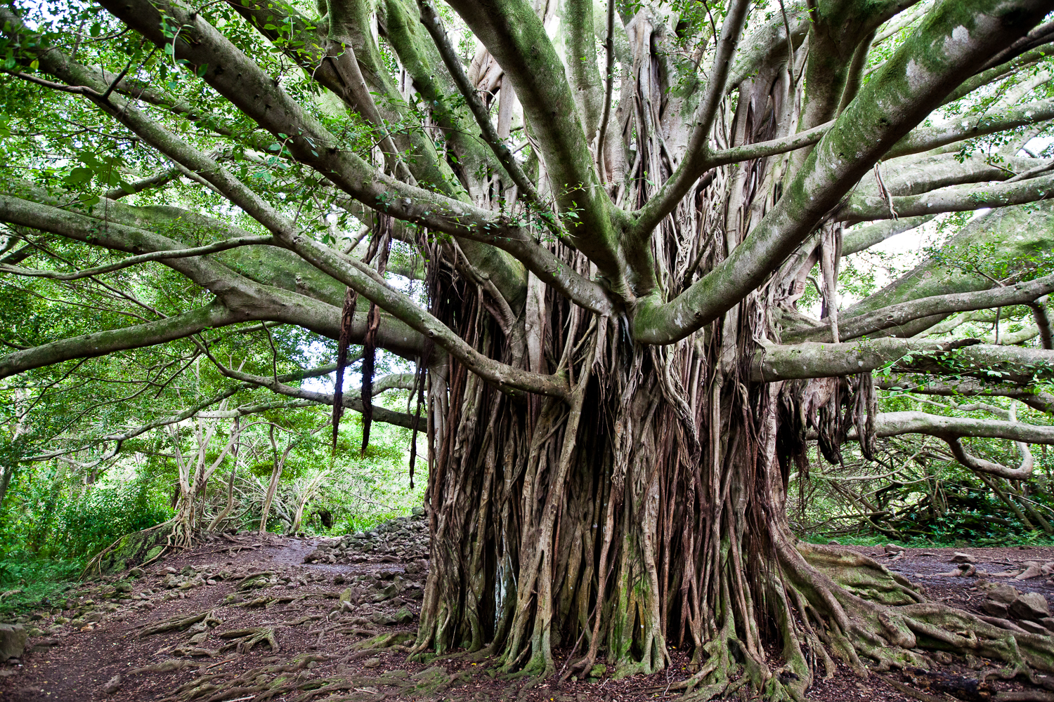 banyon-tree-image-pueo-creations-professional-photogrpahy-maui.jpg